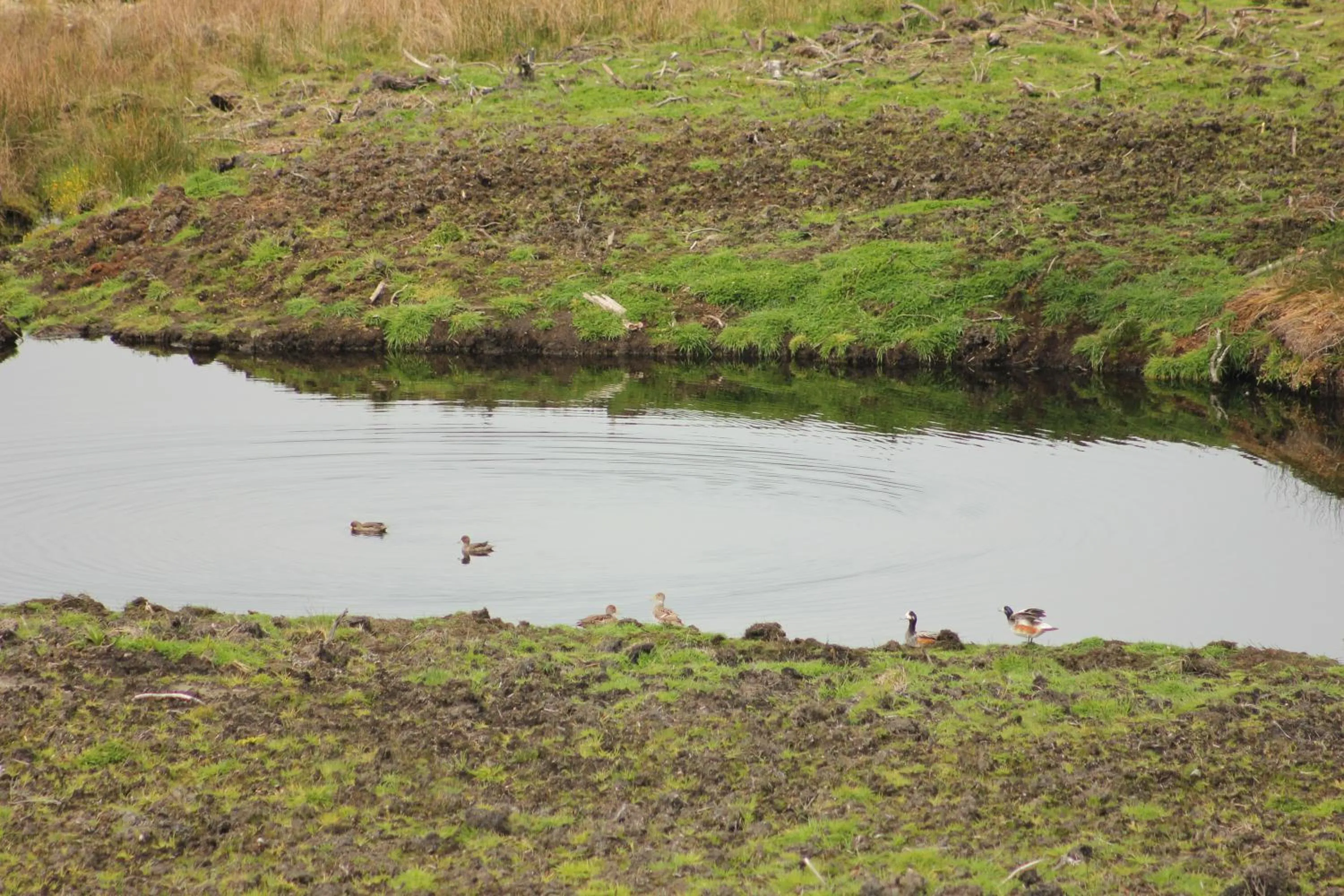 Other in Refugio Pullao