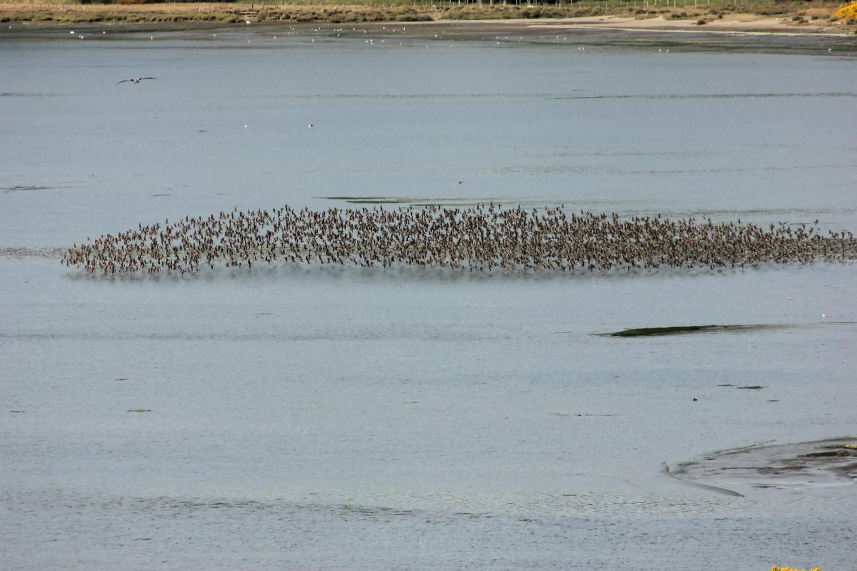 Other in Refugio Pullao