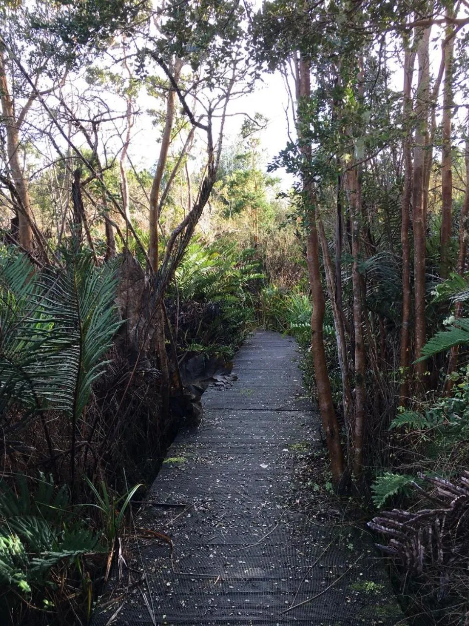 Natural landscape in Refugio Pullao
