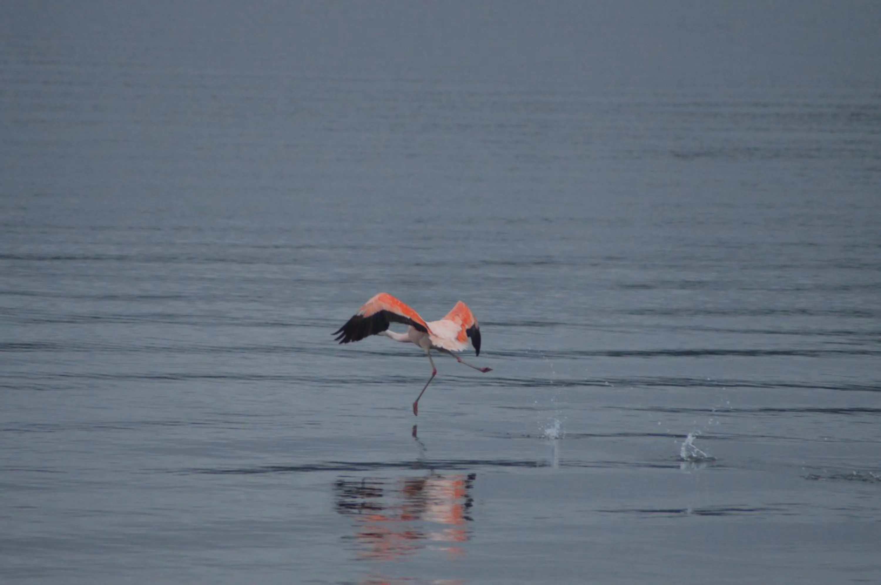 Entertainment in Refugio Pullao