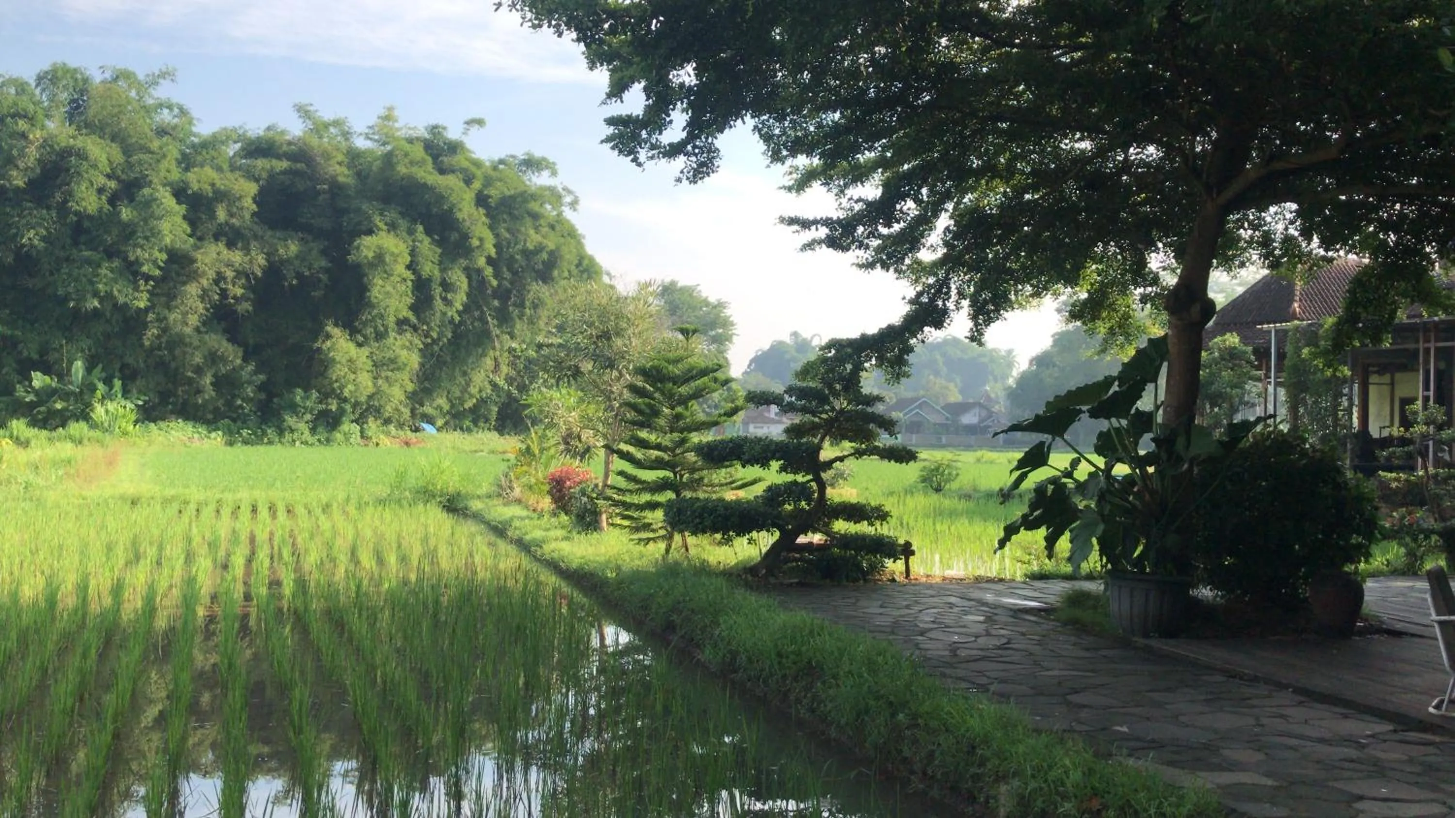 Spring in Lotus 2 Guest House