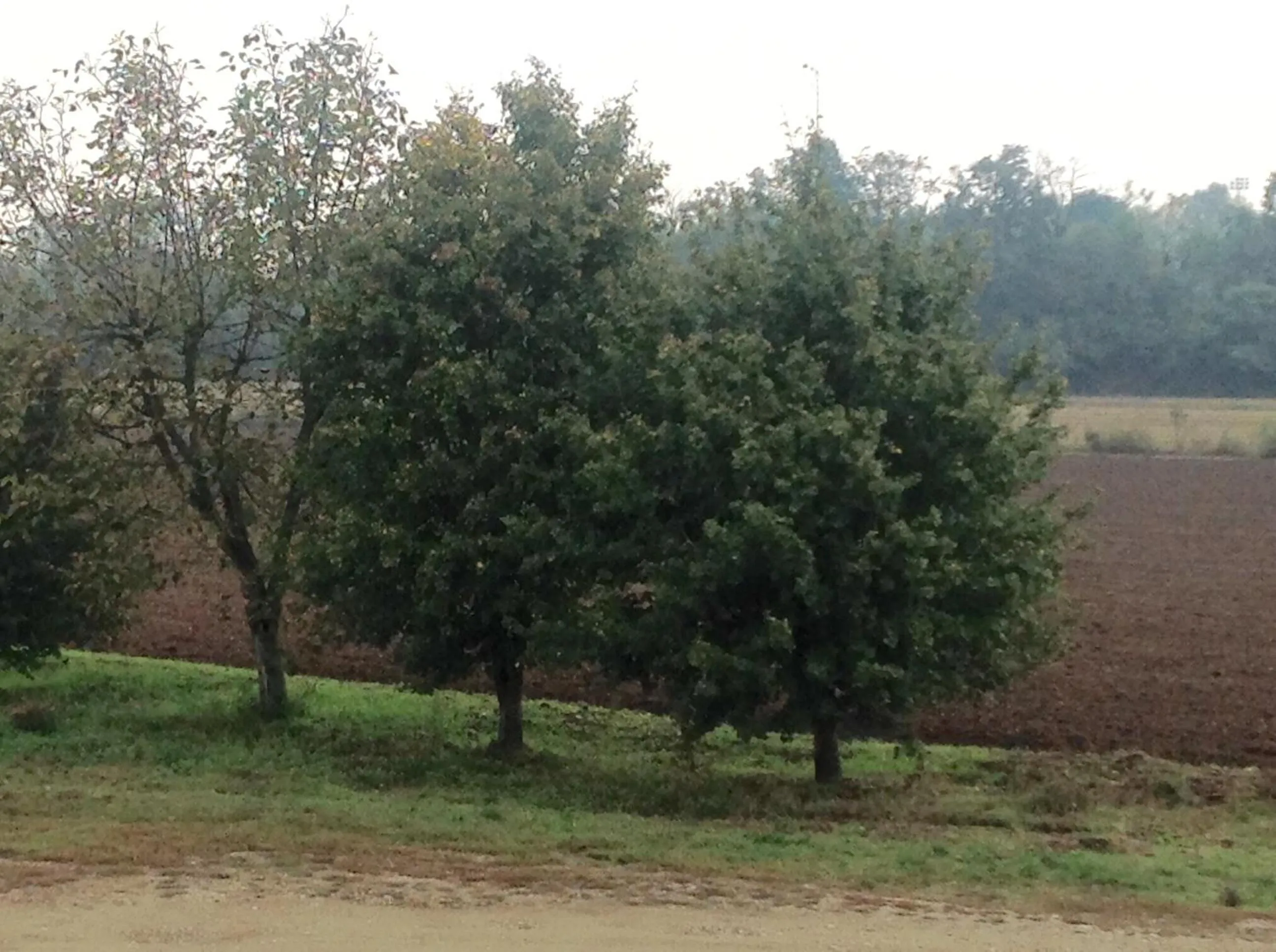 Day in Agriturismo La Morosina