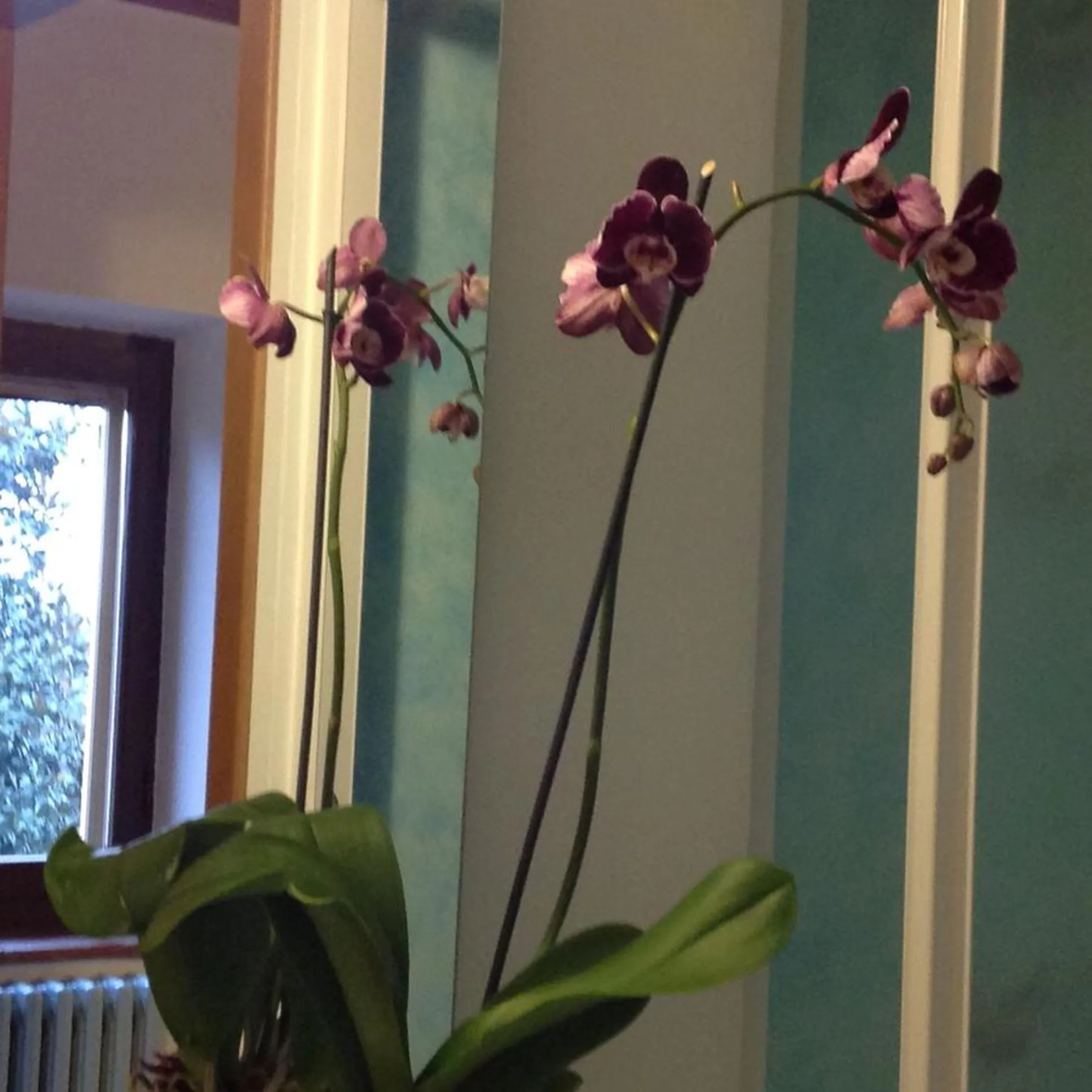 Day in Agriturismo La Morosina