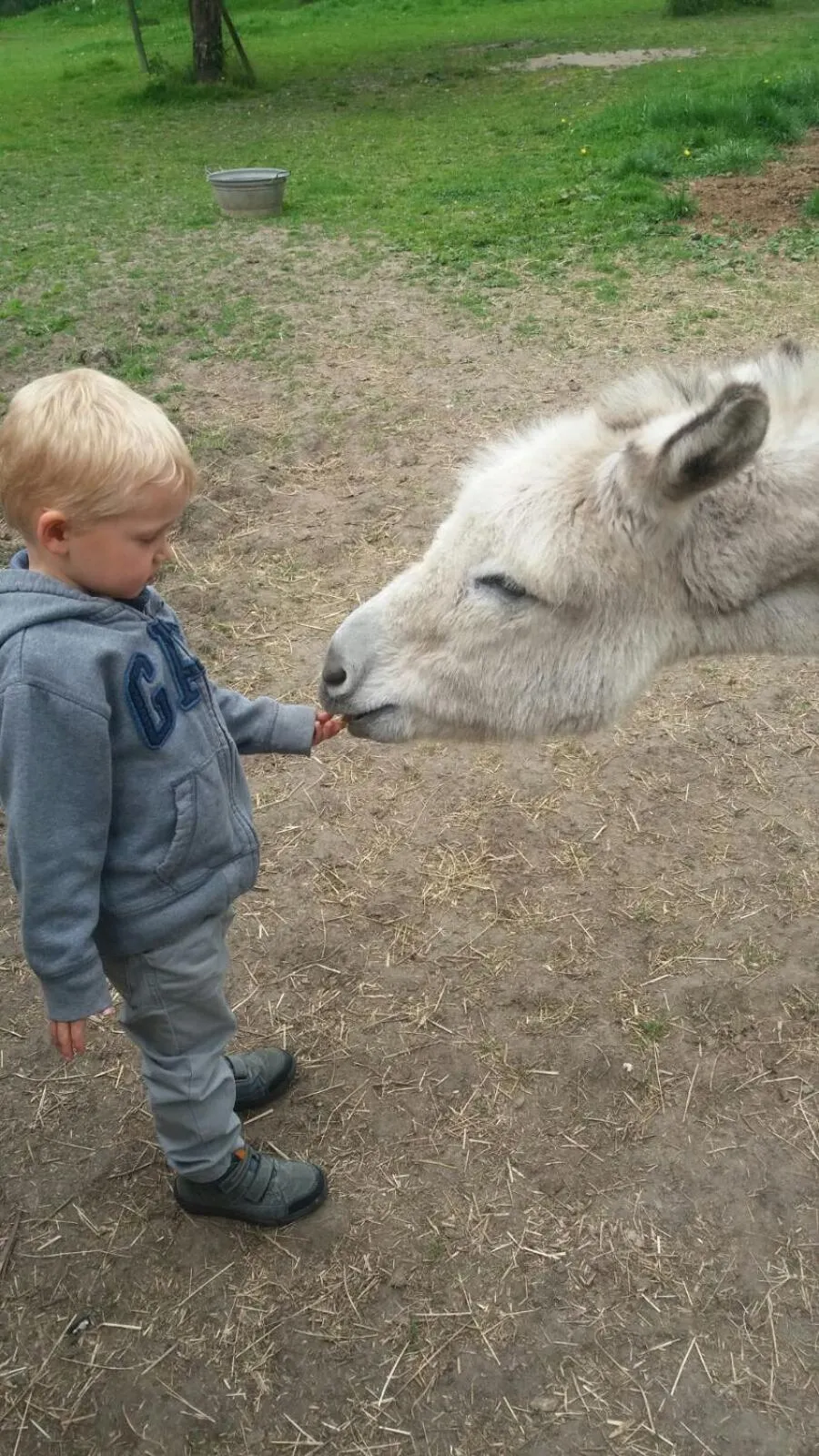 Pets in La Passiflore B&B