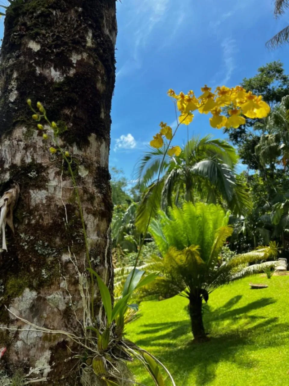 Garden in Pousada Bromélias