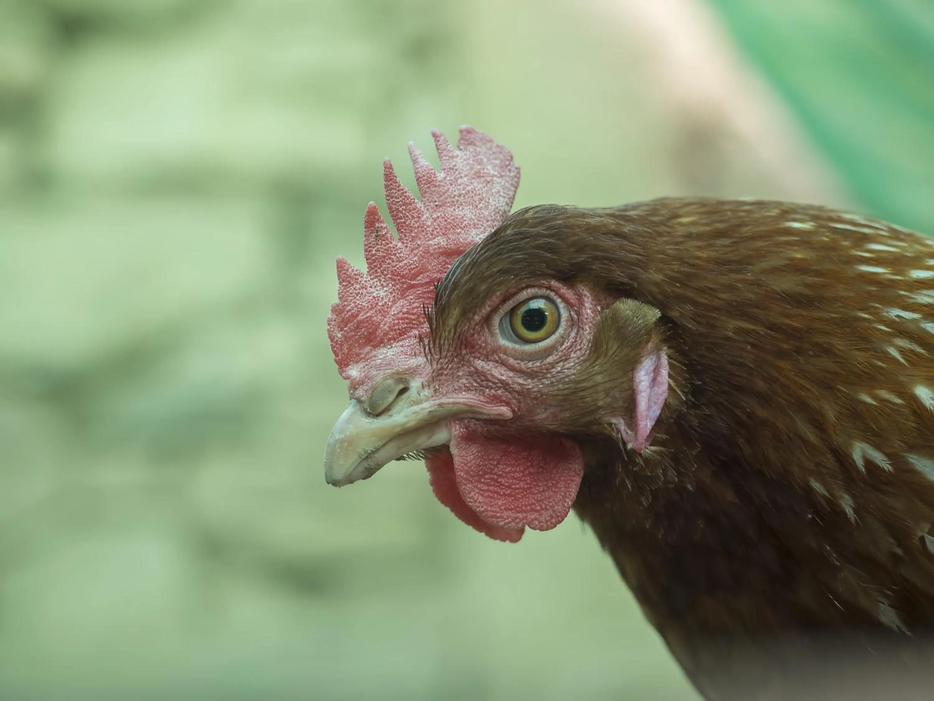 Hotel Rural Bermellar