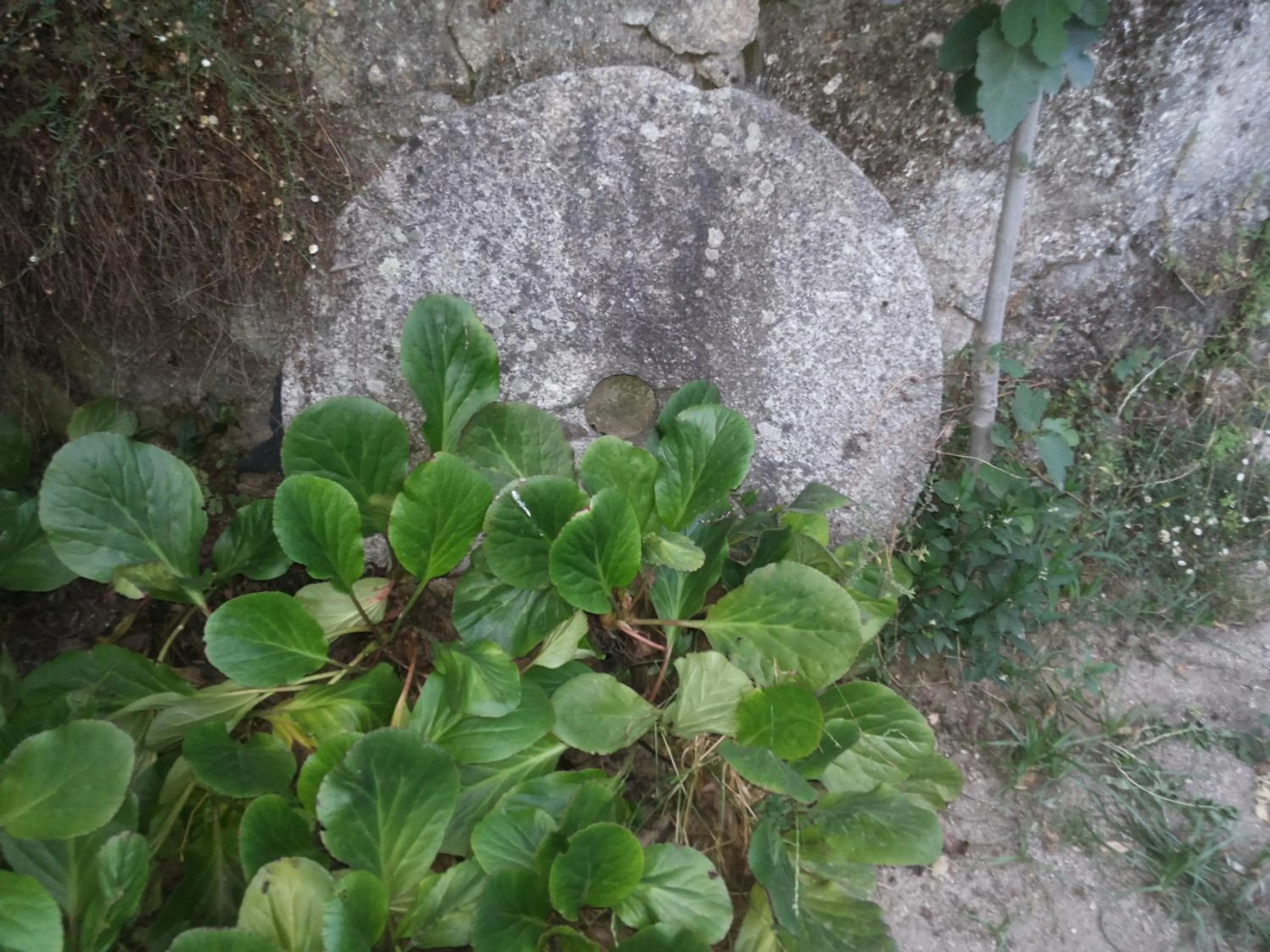 Other in Estrebuela House