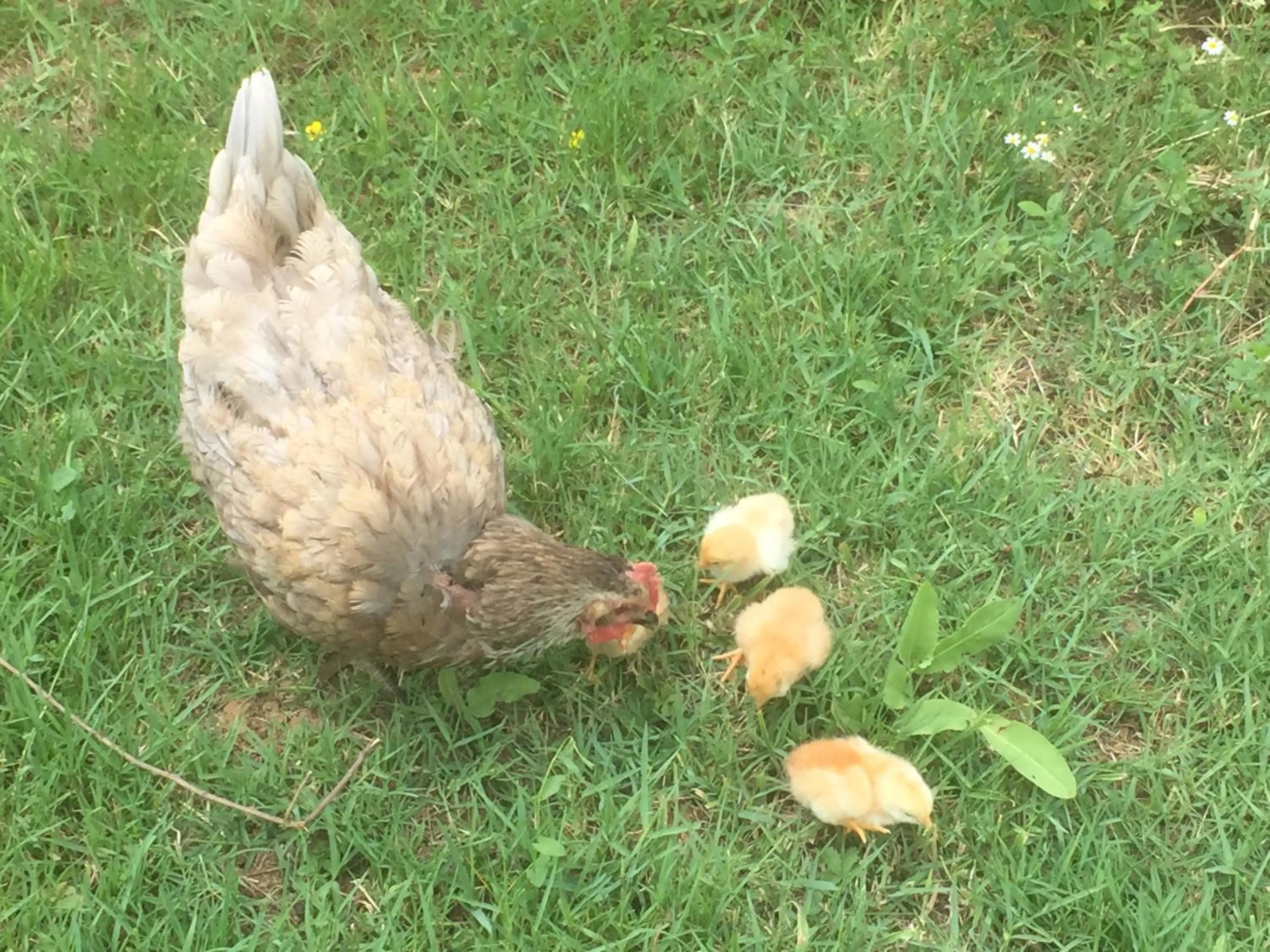 Pets in Kerpe Diem Otel