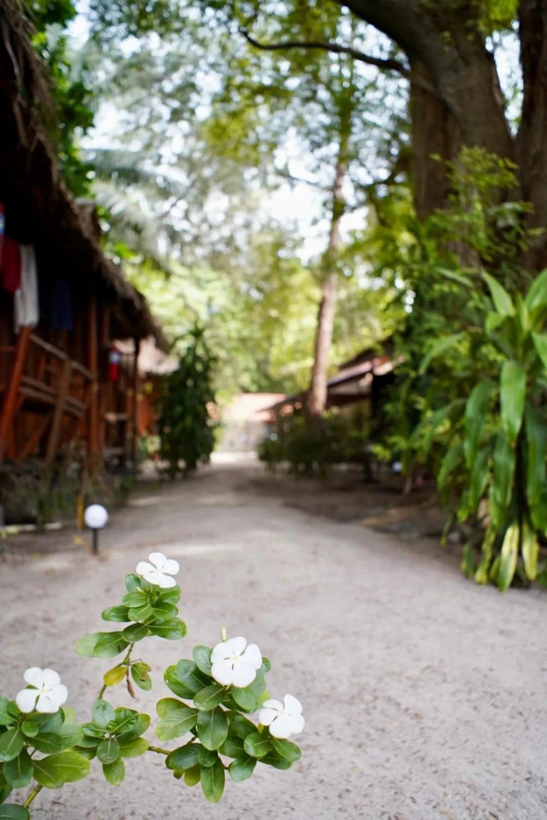 Garden in Adang Sea Divers & Eco Lodge