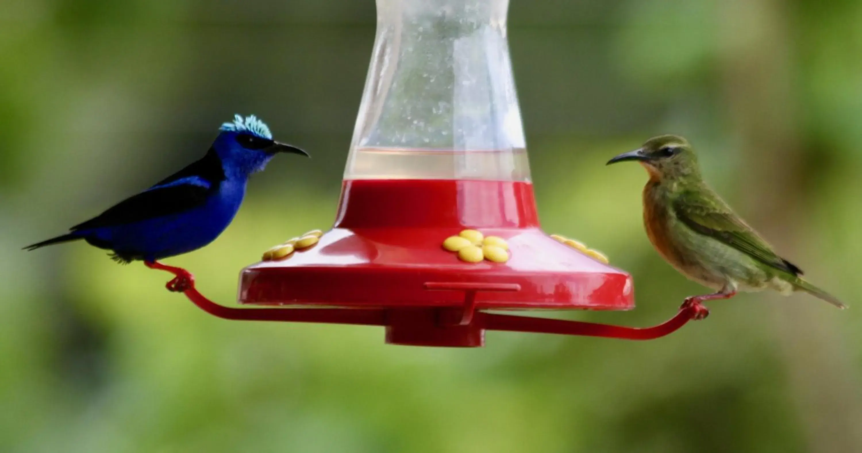 Bird's eye view in Hotel Central Boquete Bird's eye view in Hotel Central Boquete
