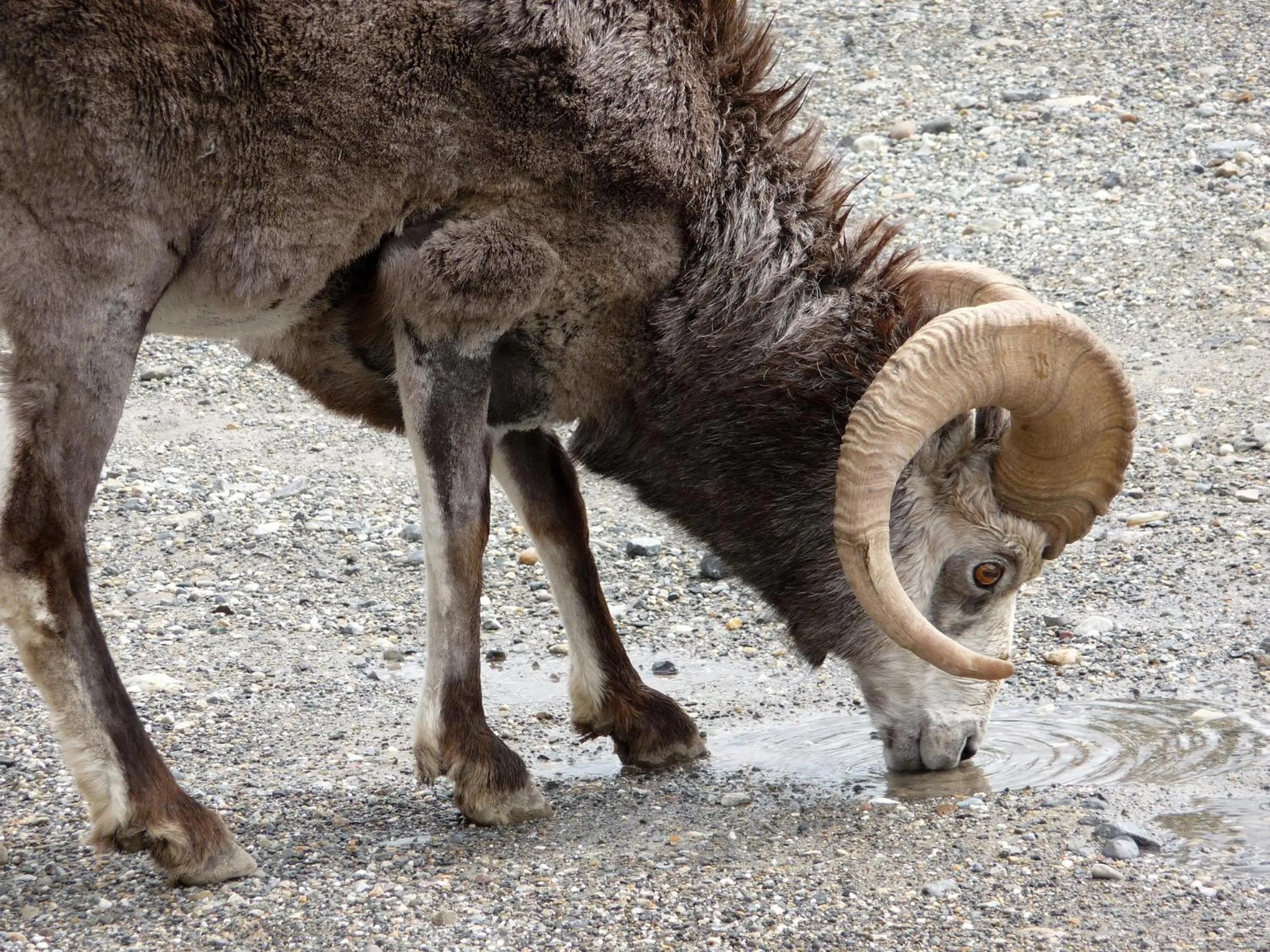 Animals in Northern Rockies Lodge