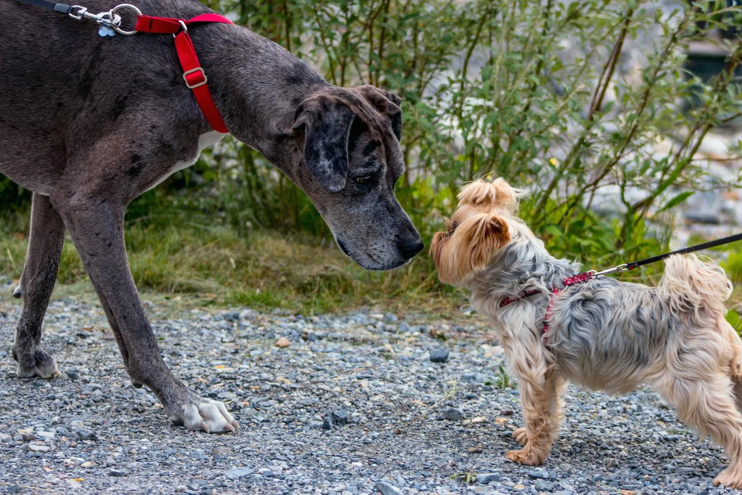 Pets in Northern Rockies Lodge