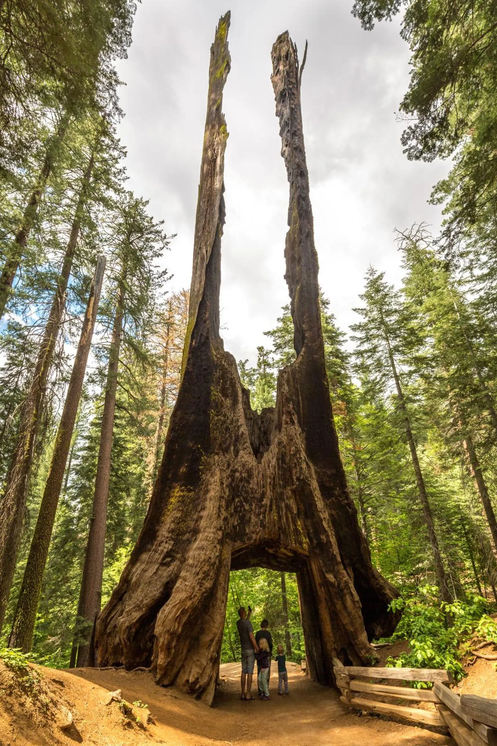 Natural landscape in Rush Creek Lodge at Yosemite