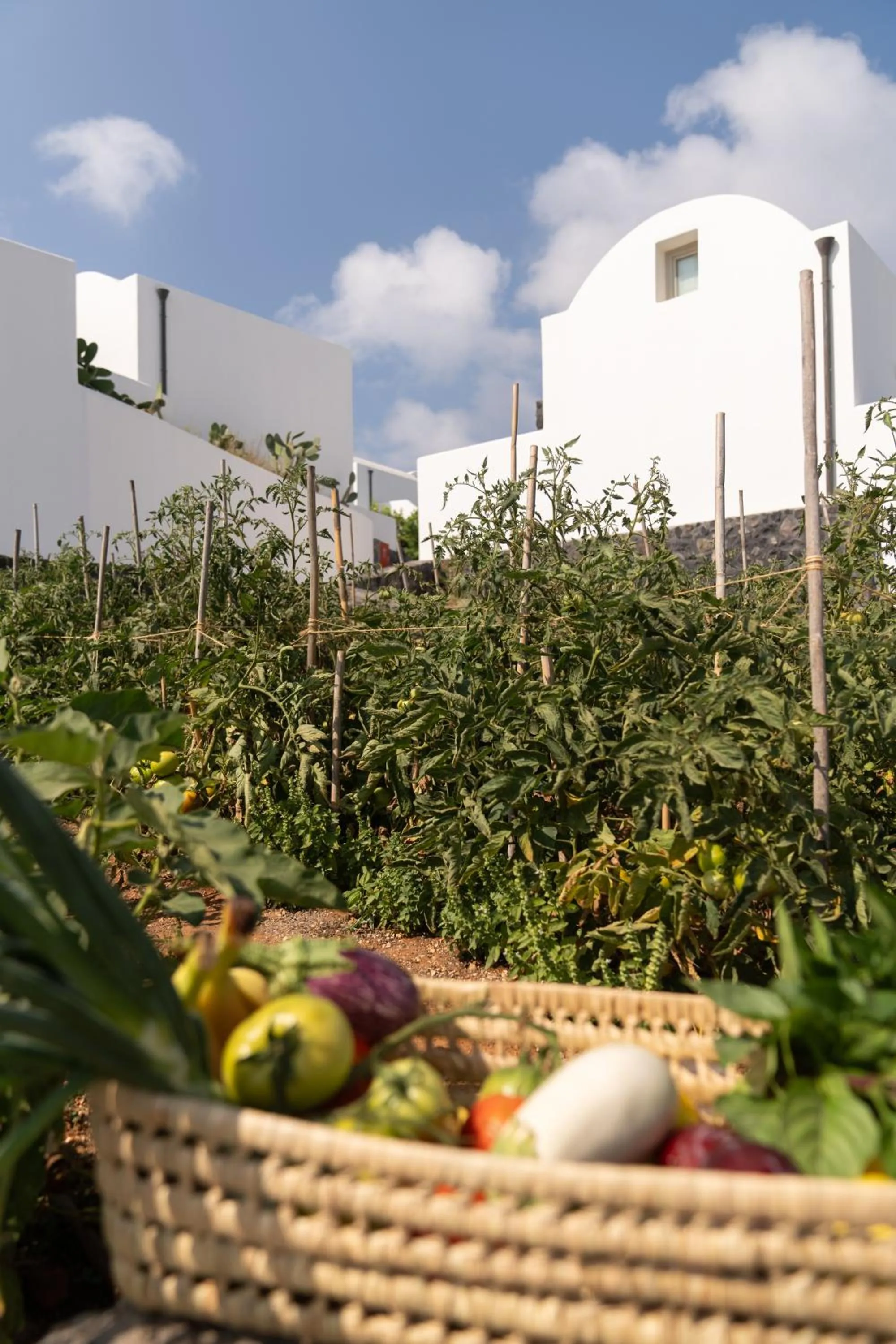 Garden in Santo Pure Oia Suites & Villas