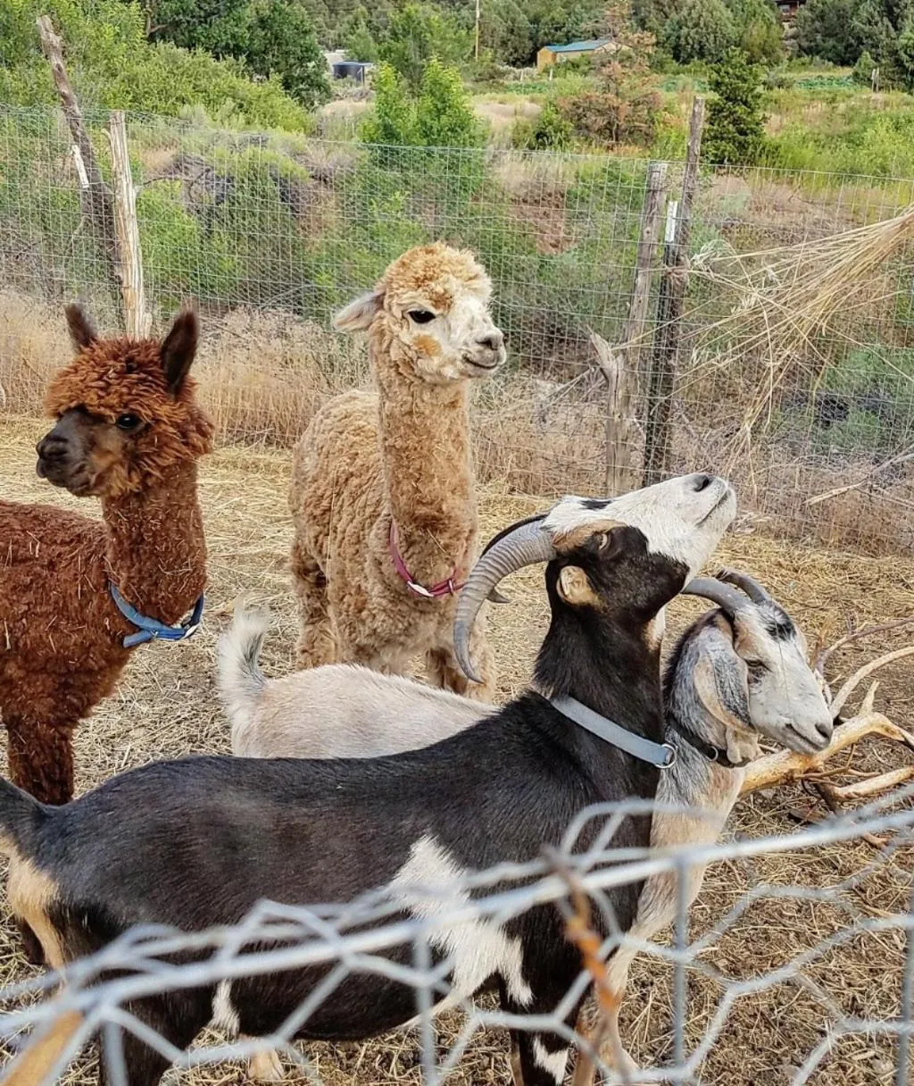 Taos Goji Farm & Eco-Lodge Retreat