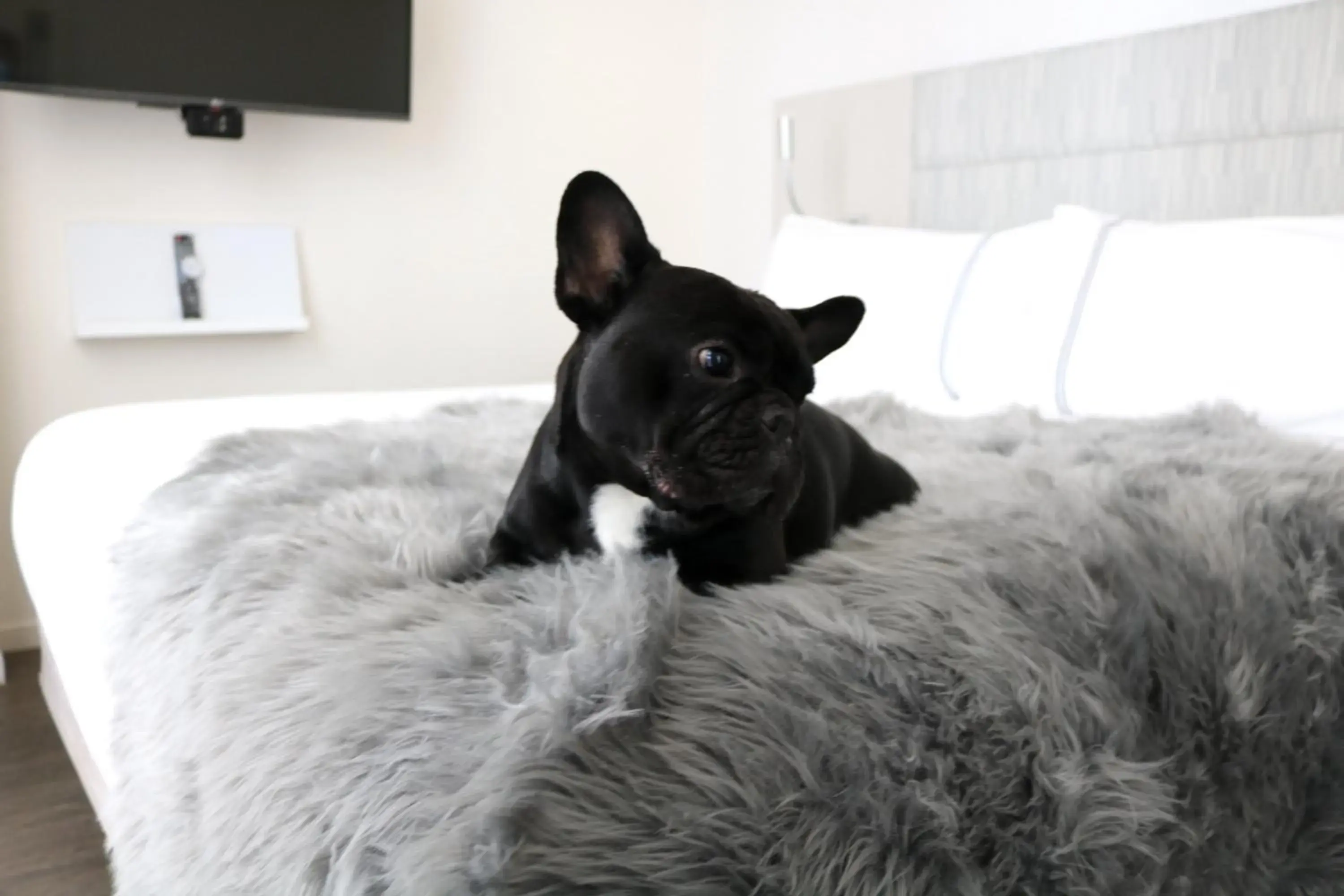 Animals, Bed in INNSiDE by Meliá New York Nomad Animals, Bed in INNSiDE by Meliá New York Nomad