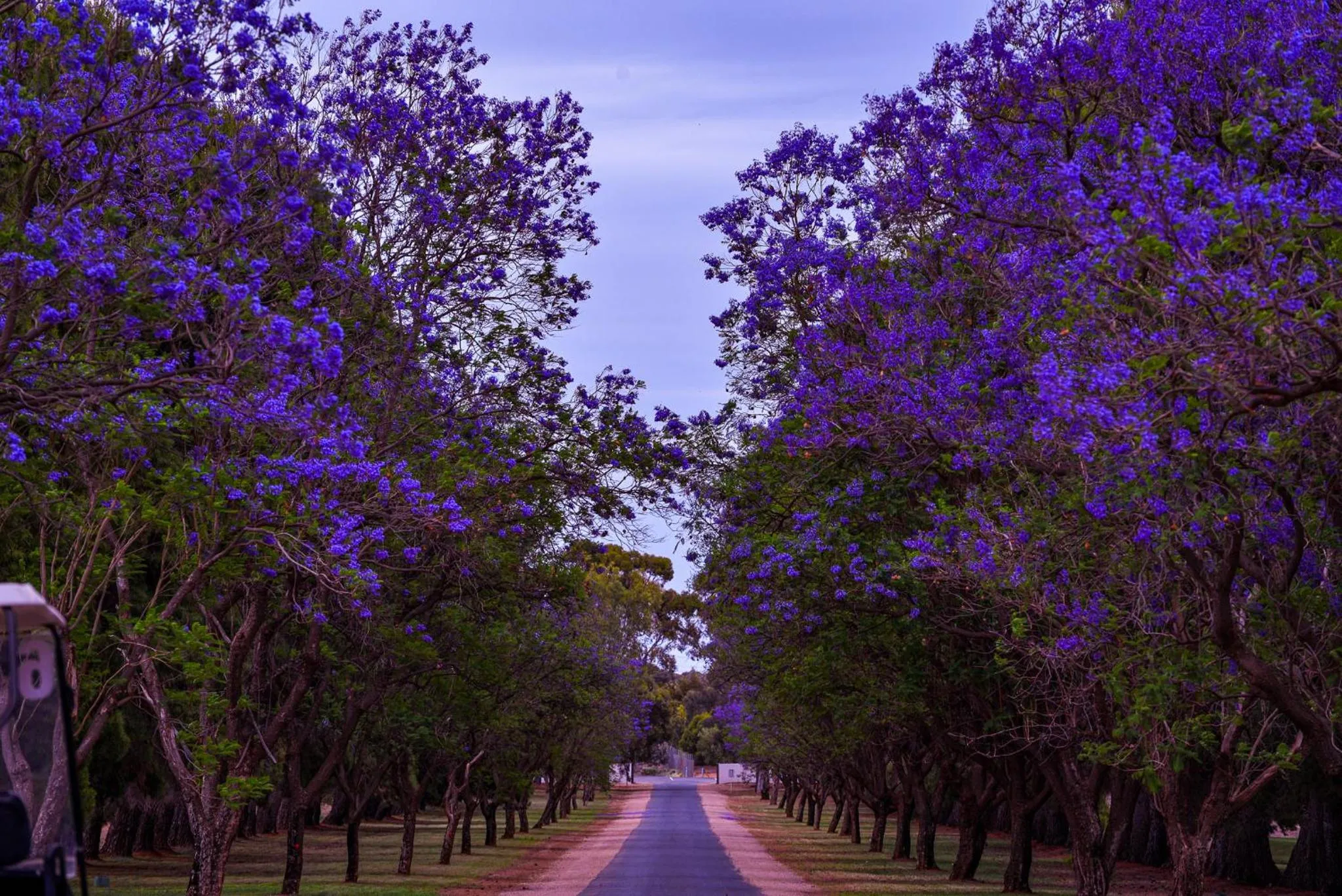 Spring in Renmark Country Club