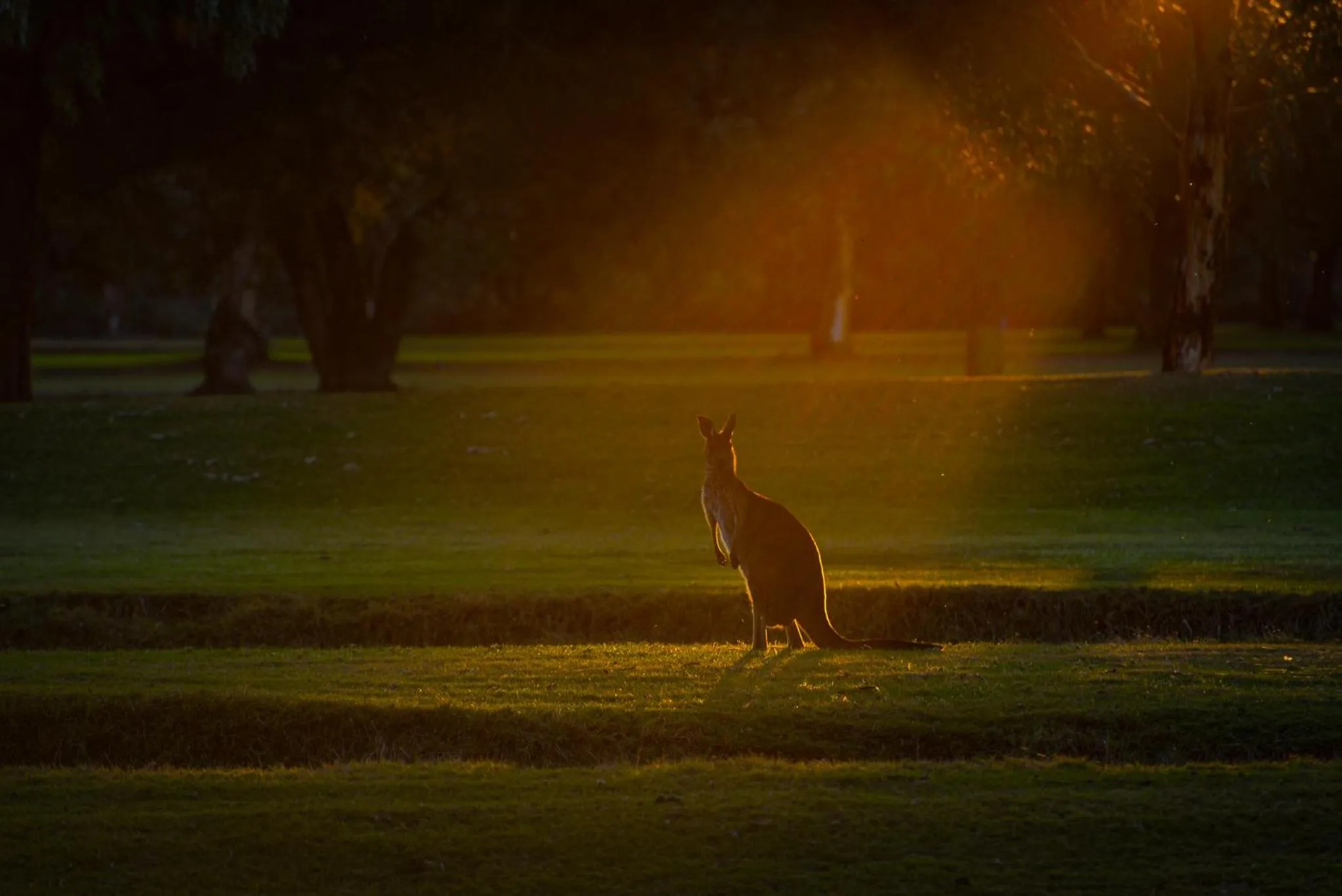 Animals in Renmark Country Club