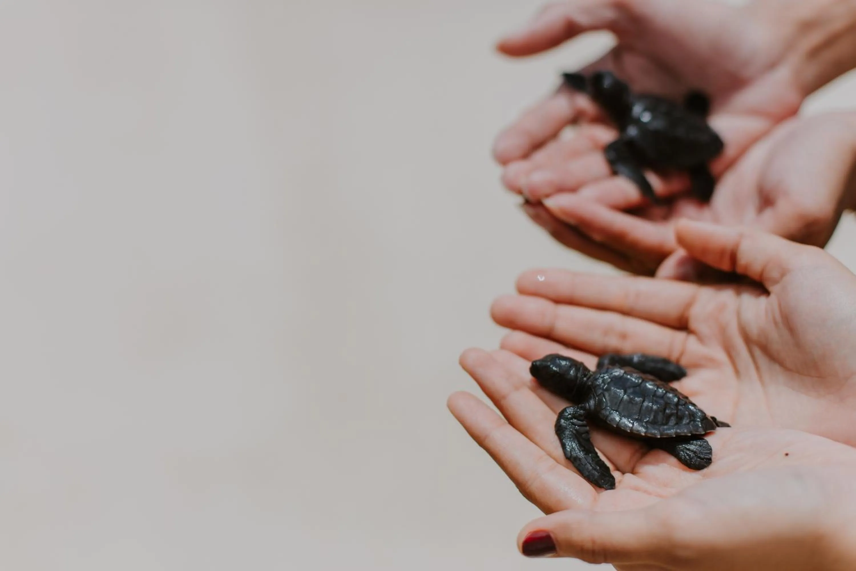 Beach in d'Nusa Beach Club and Resort