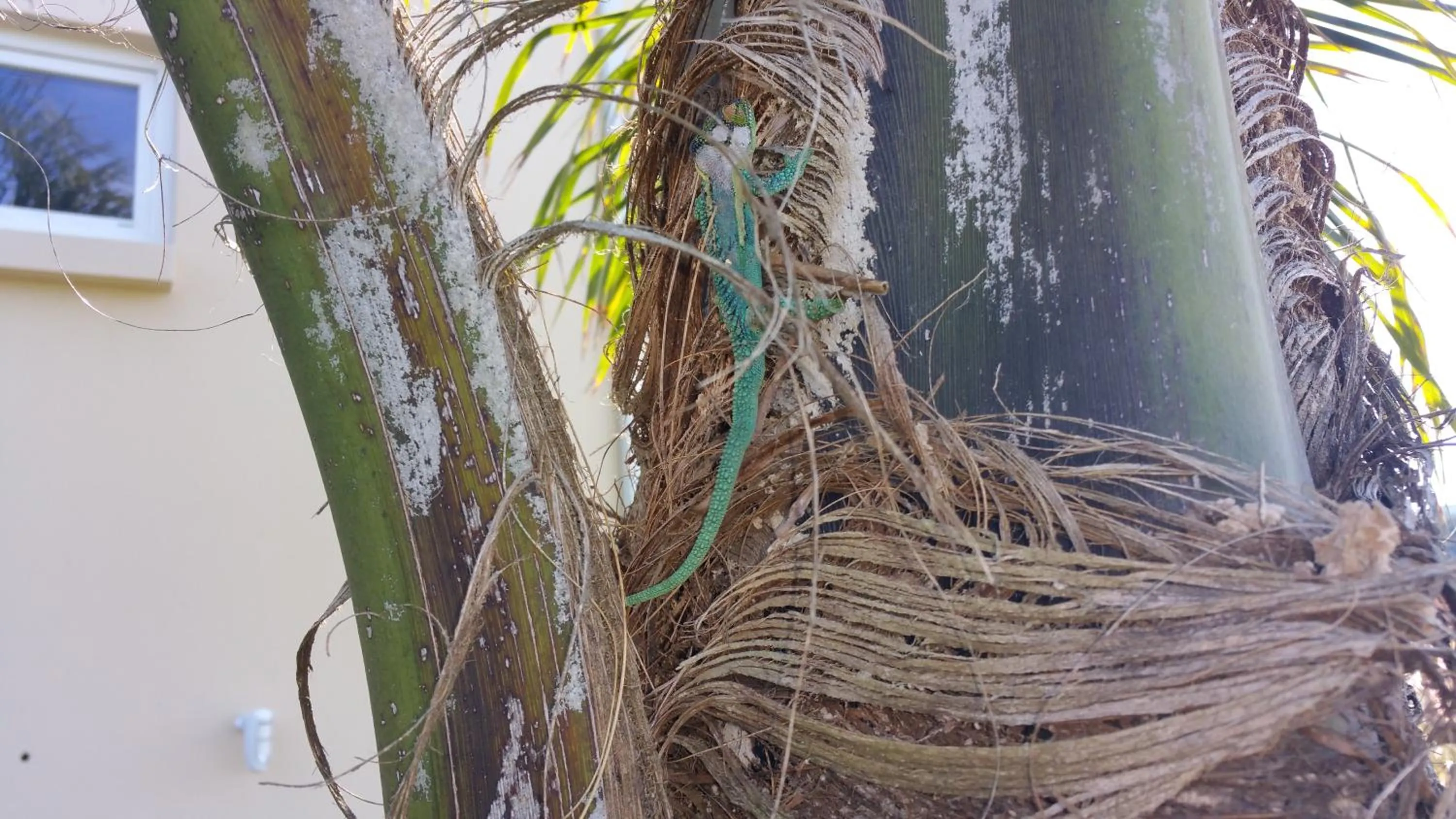 Animals in Lala Panzi B&B