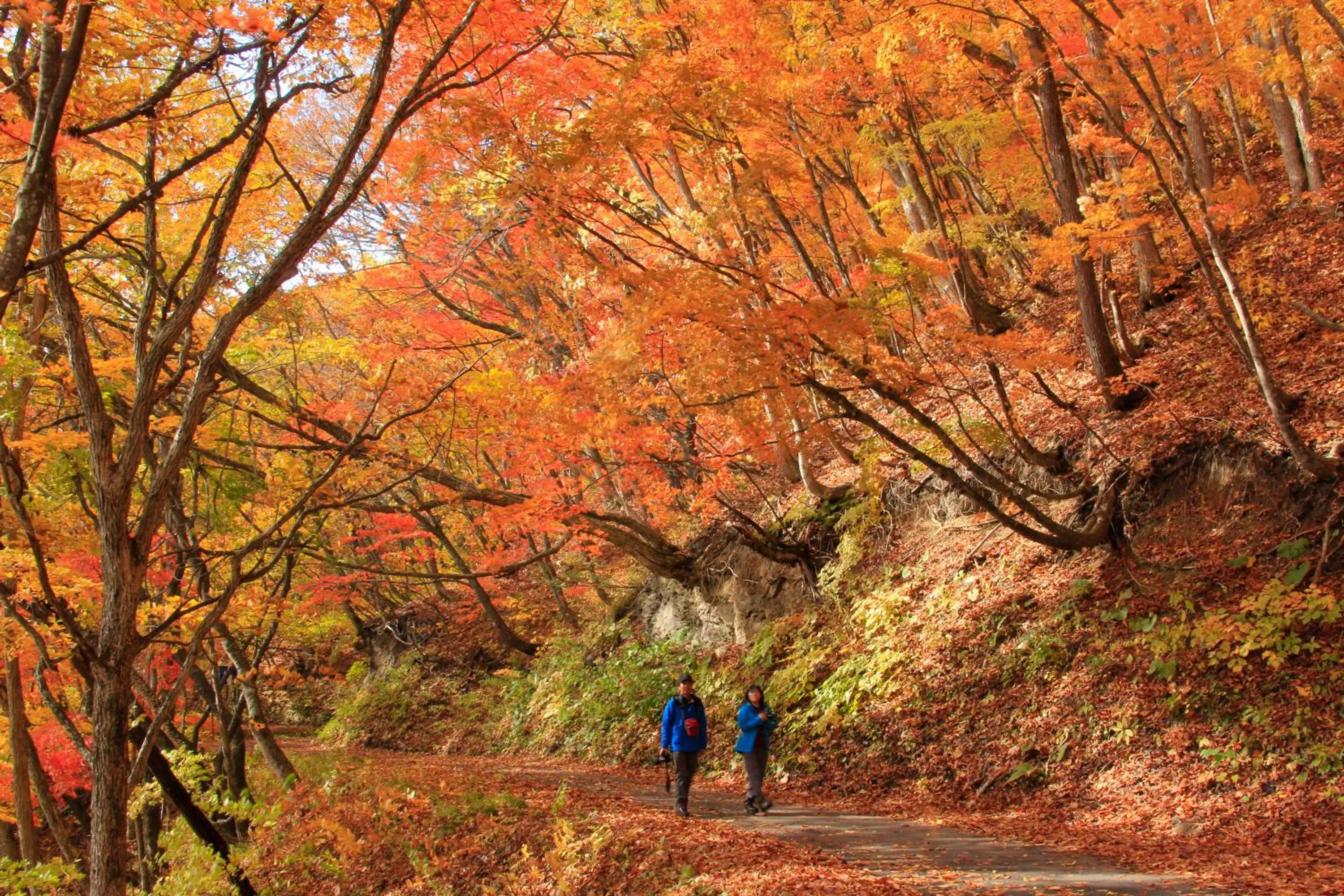 Natural landscape in Urabandai Lake Resort Goshiki no Mori