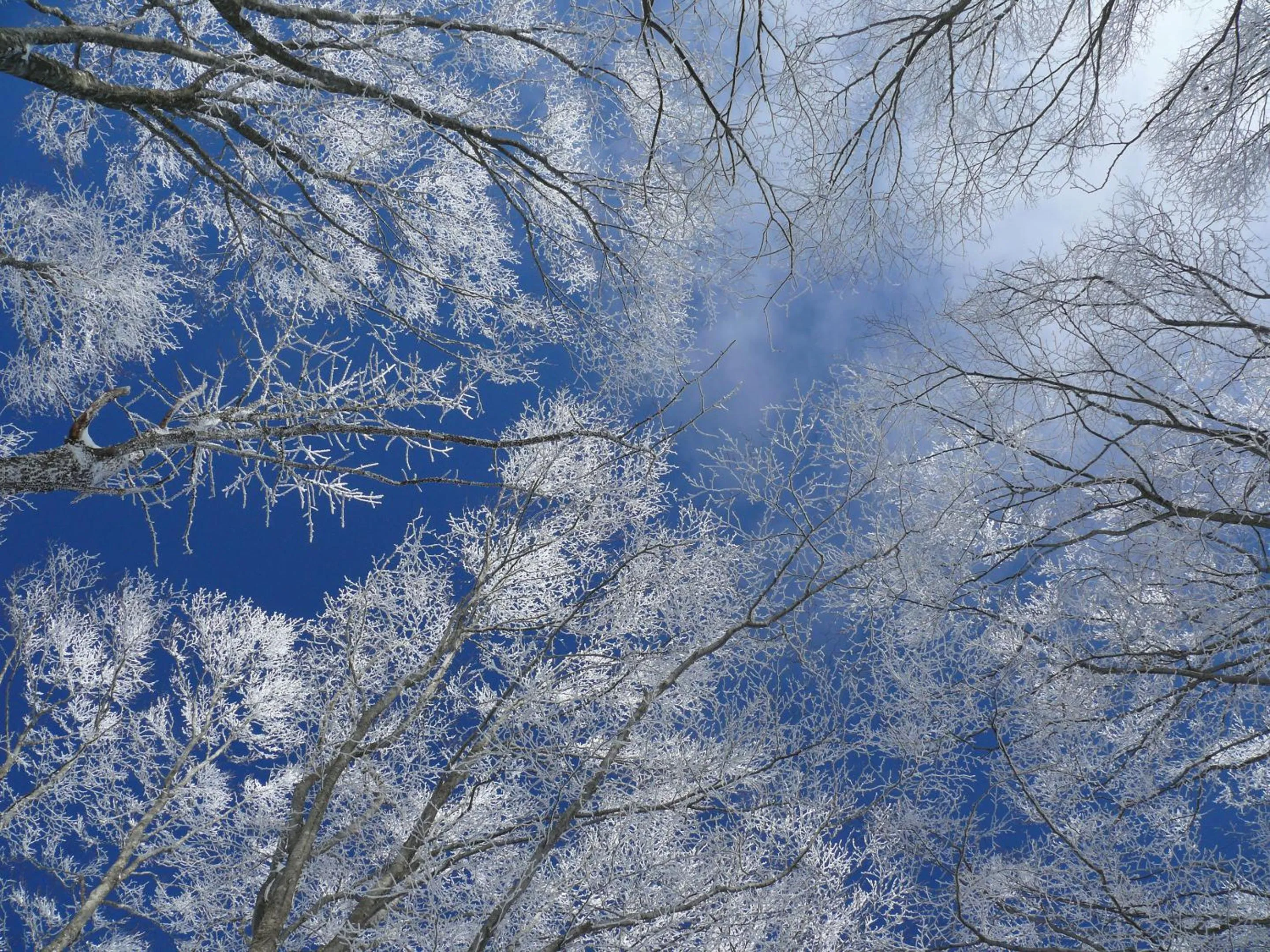 Activities in Urabandai Lake Resort Goshiki no Mori