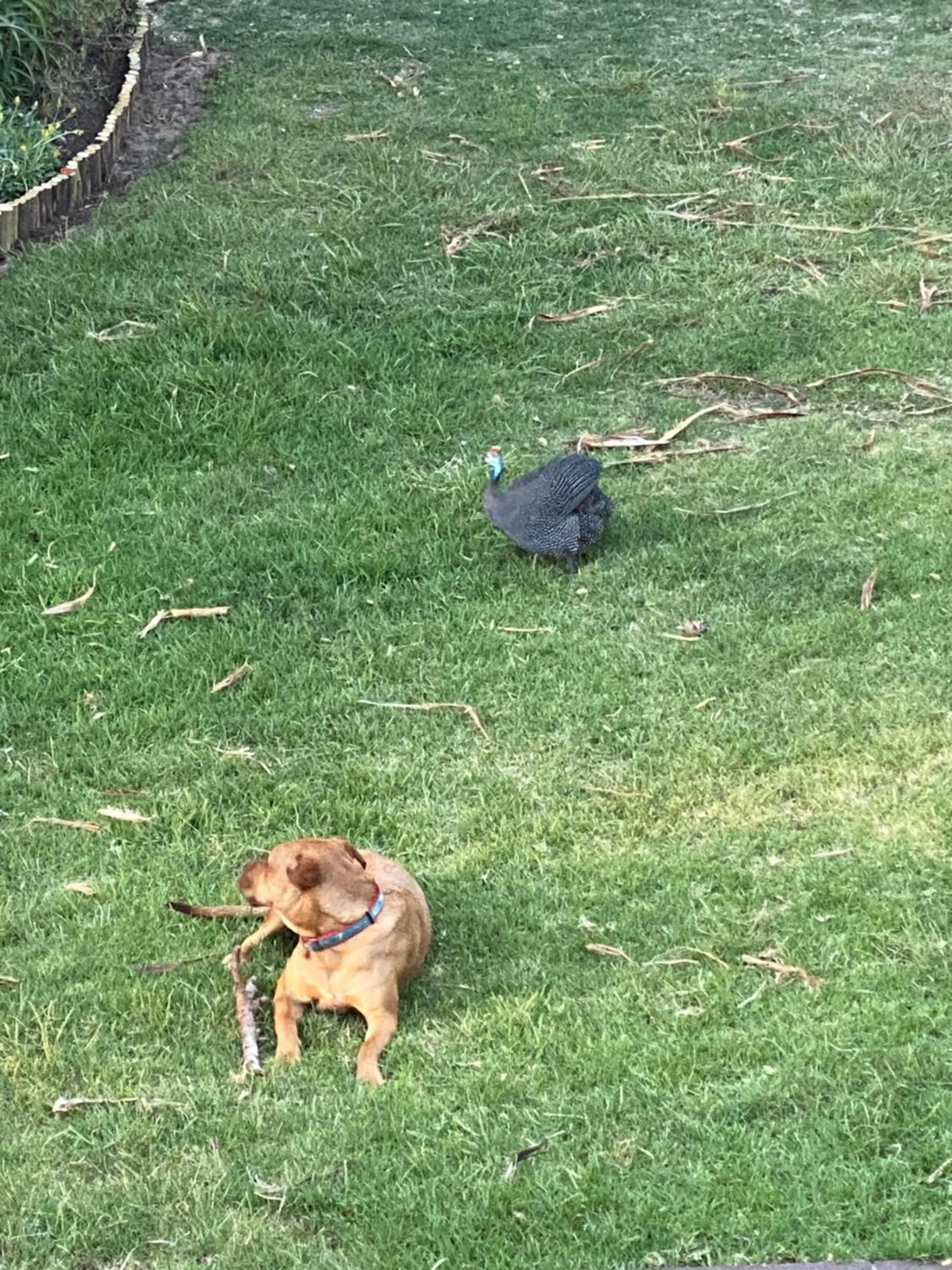 Animals in Wild Rose Country Lodge