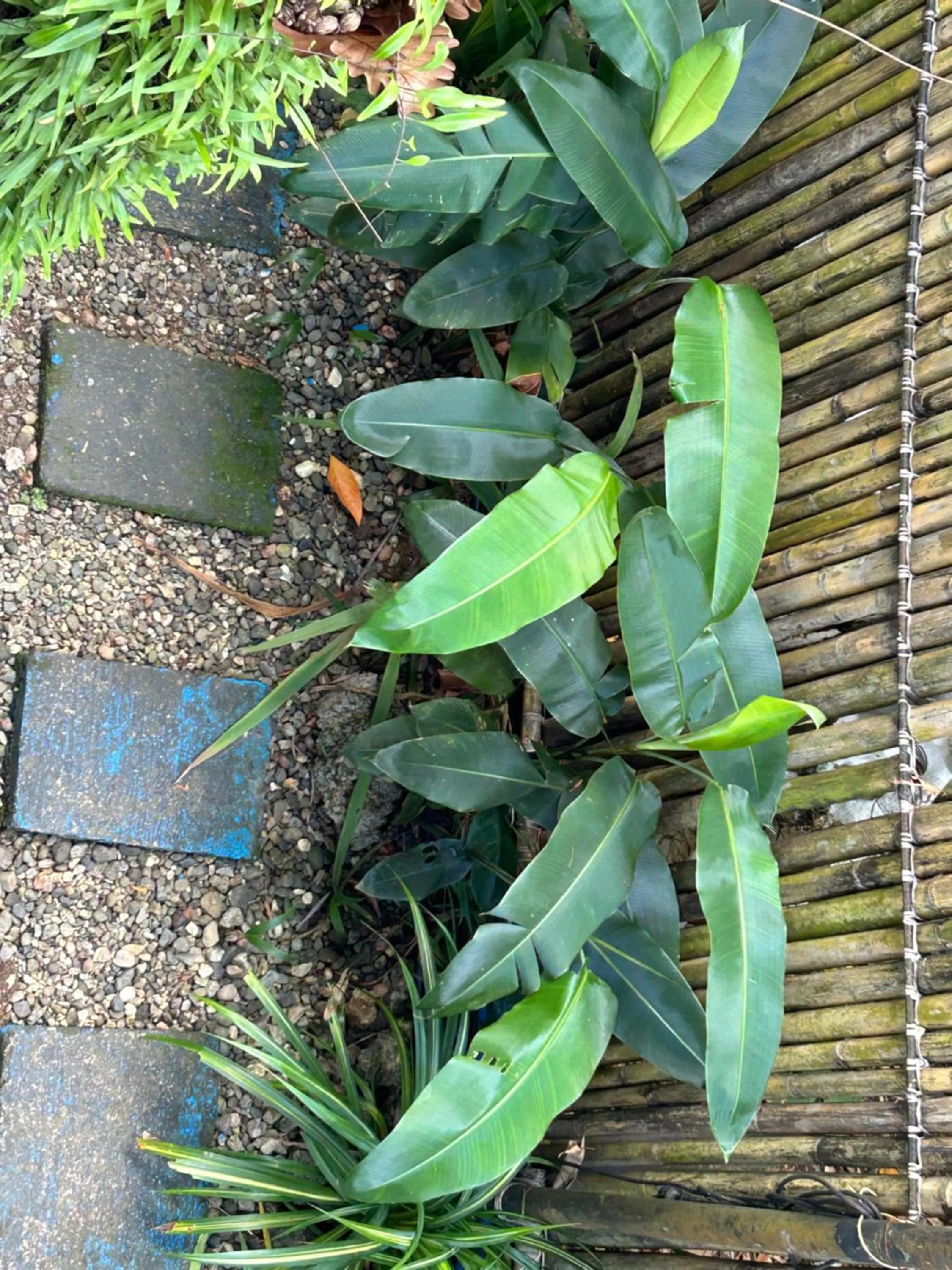 Garden view in The VRNON Boutique by MY hostel