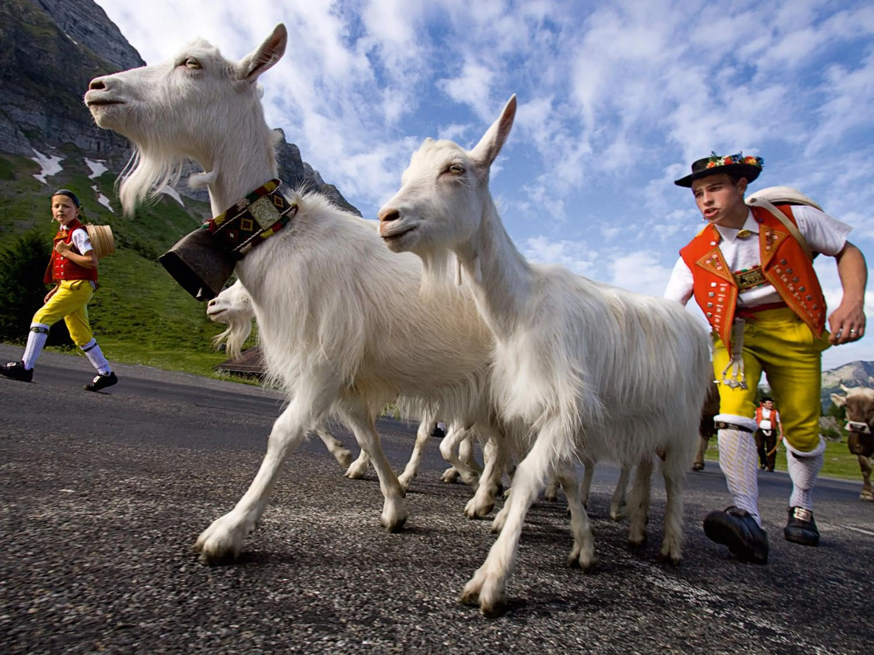 Animals in Säntis - das Hotel