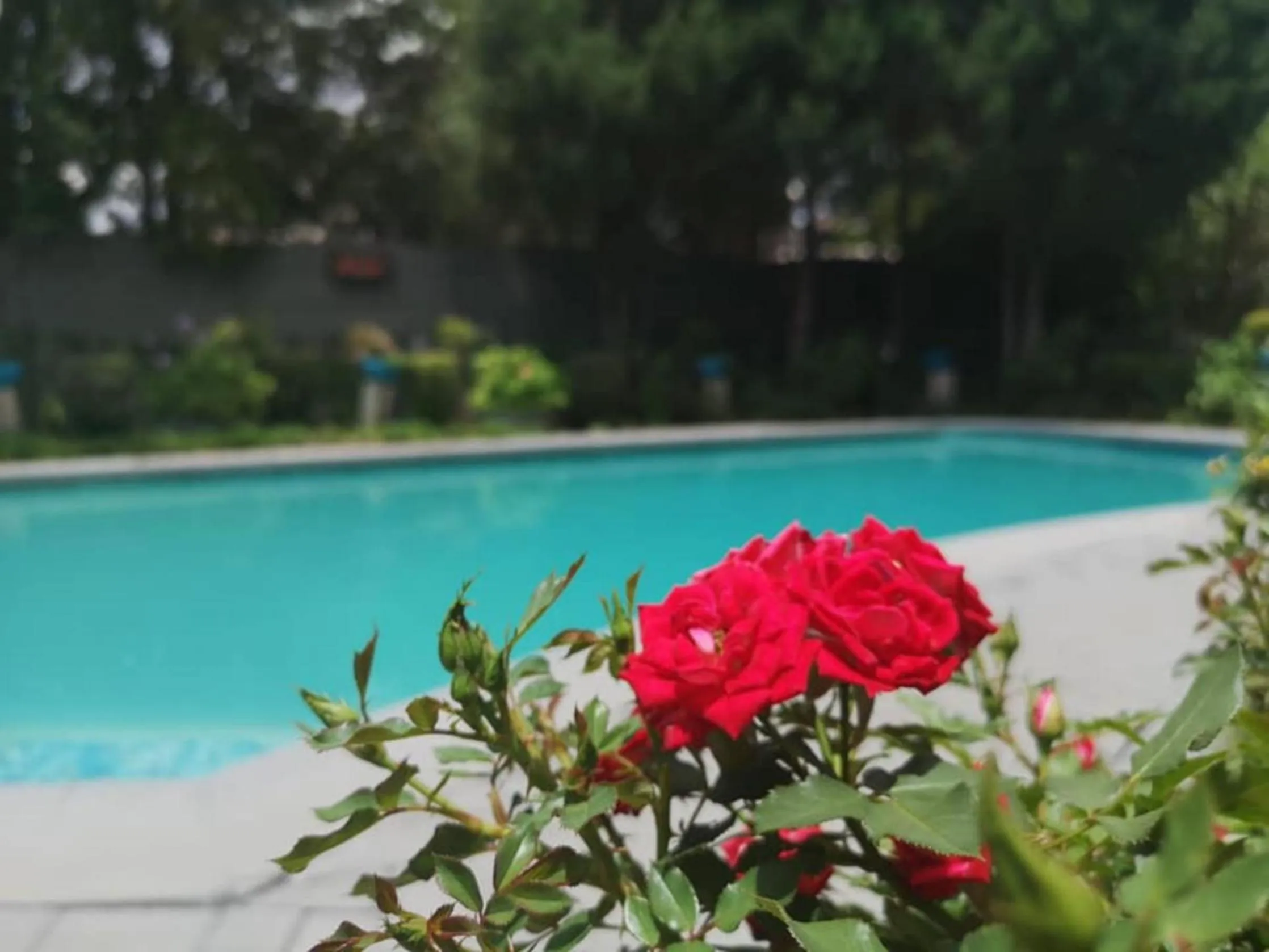 Garden in Lamon Guesthouse