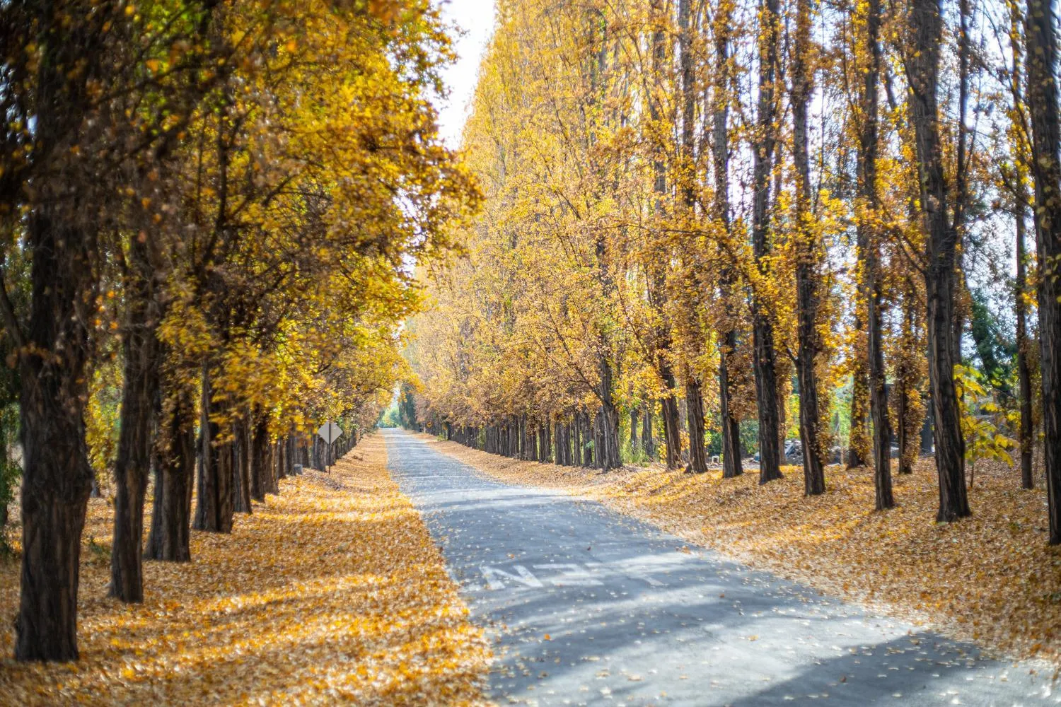Natural landscape in Termas El Corazon