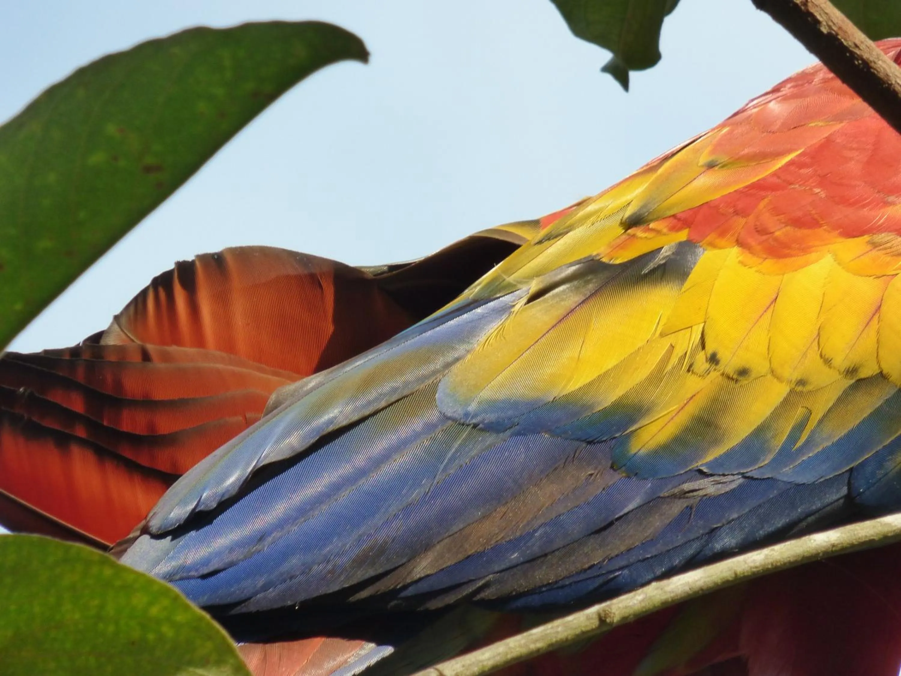 Animals in Corcovado Beach Lodge