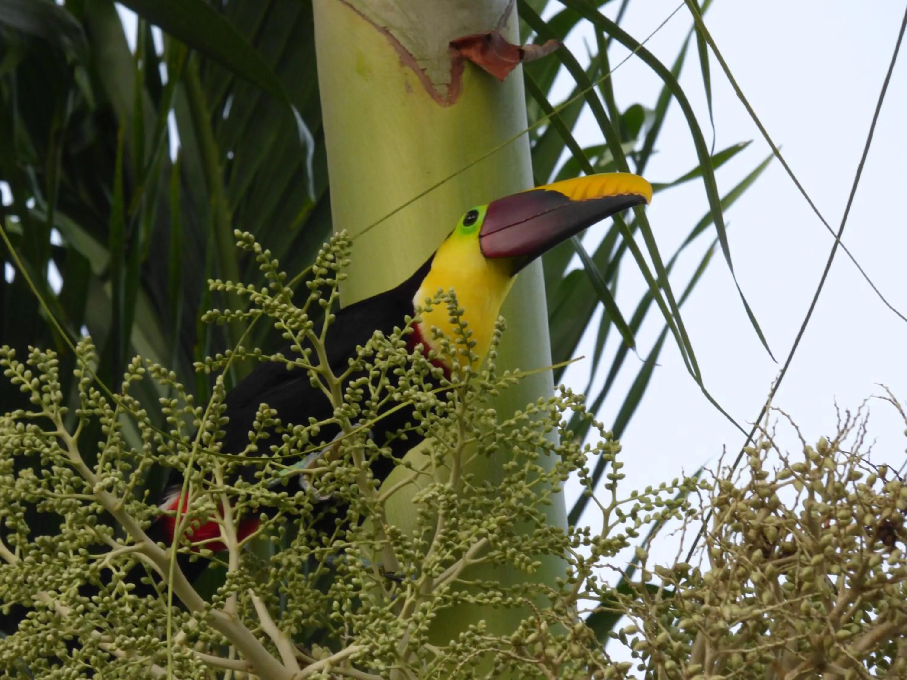 Animals in Corcovado Beach Lodge
