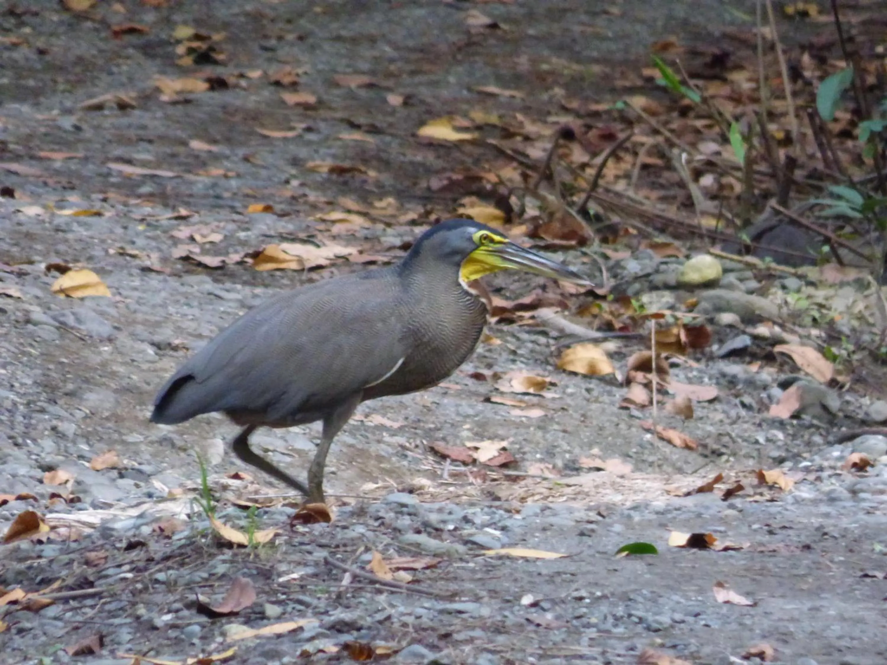 Animals in Corcovado Beach Lodge
