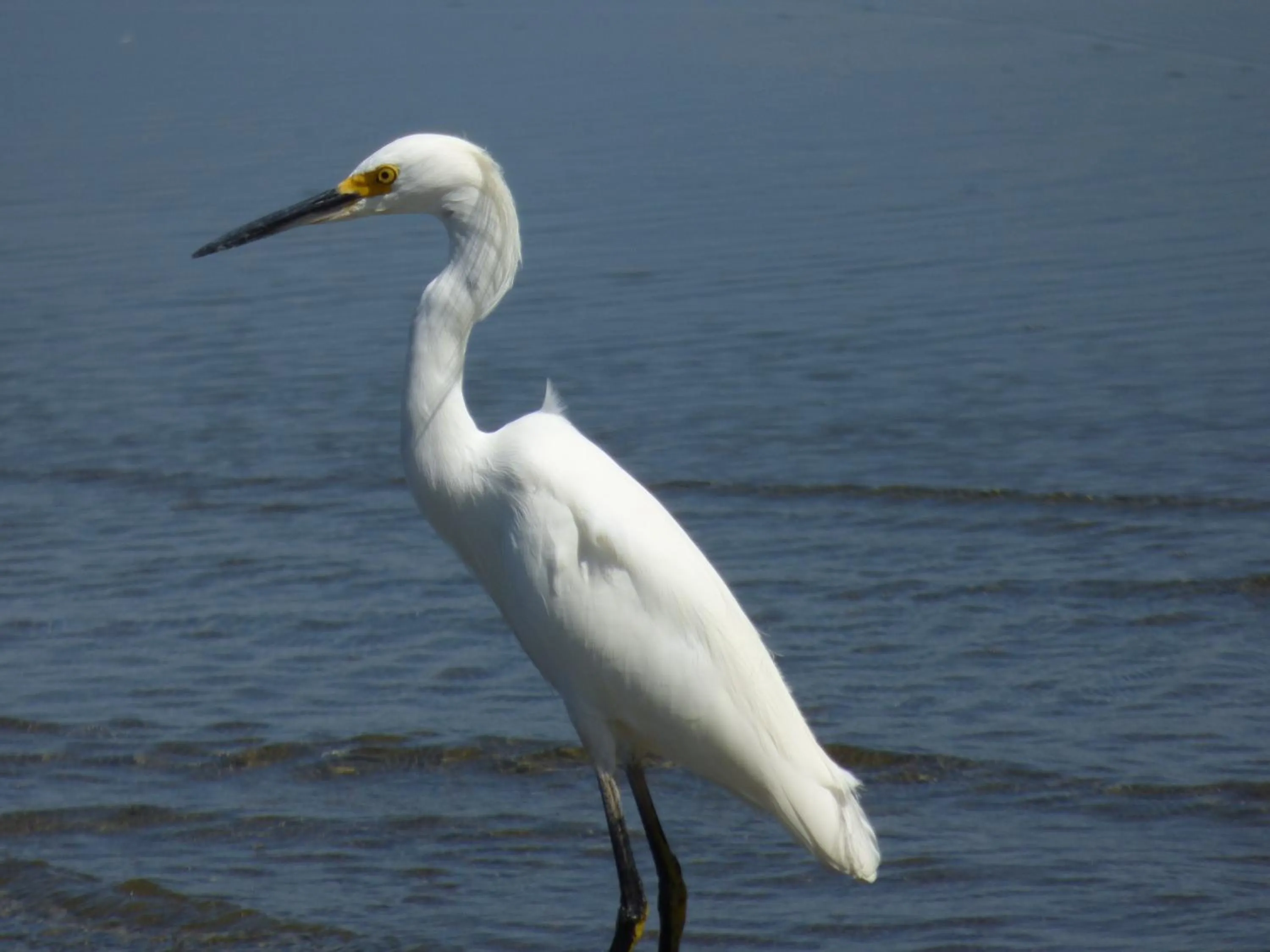 Animals in Corcovado Beach Lodge