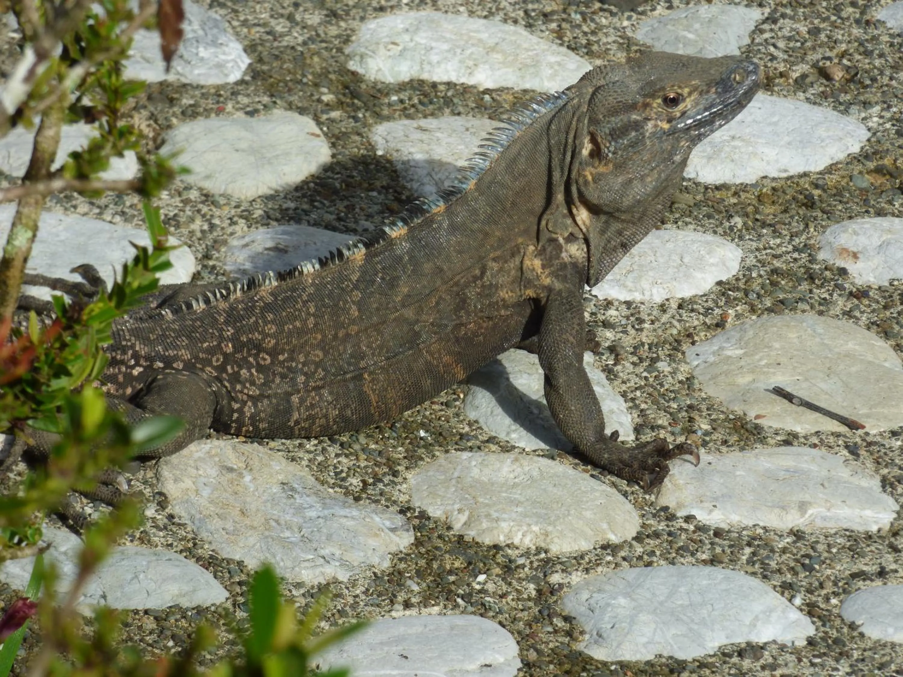 Animals in Corcovado Beach Lodge