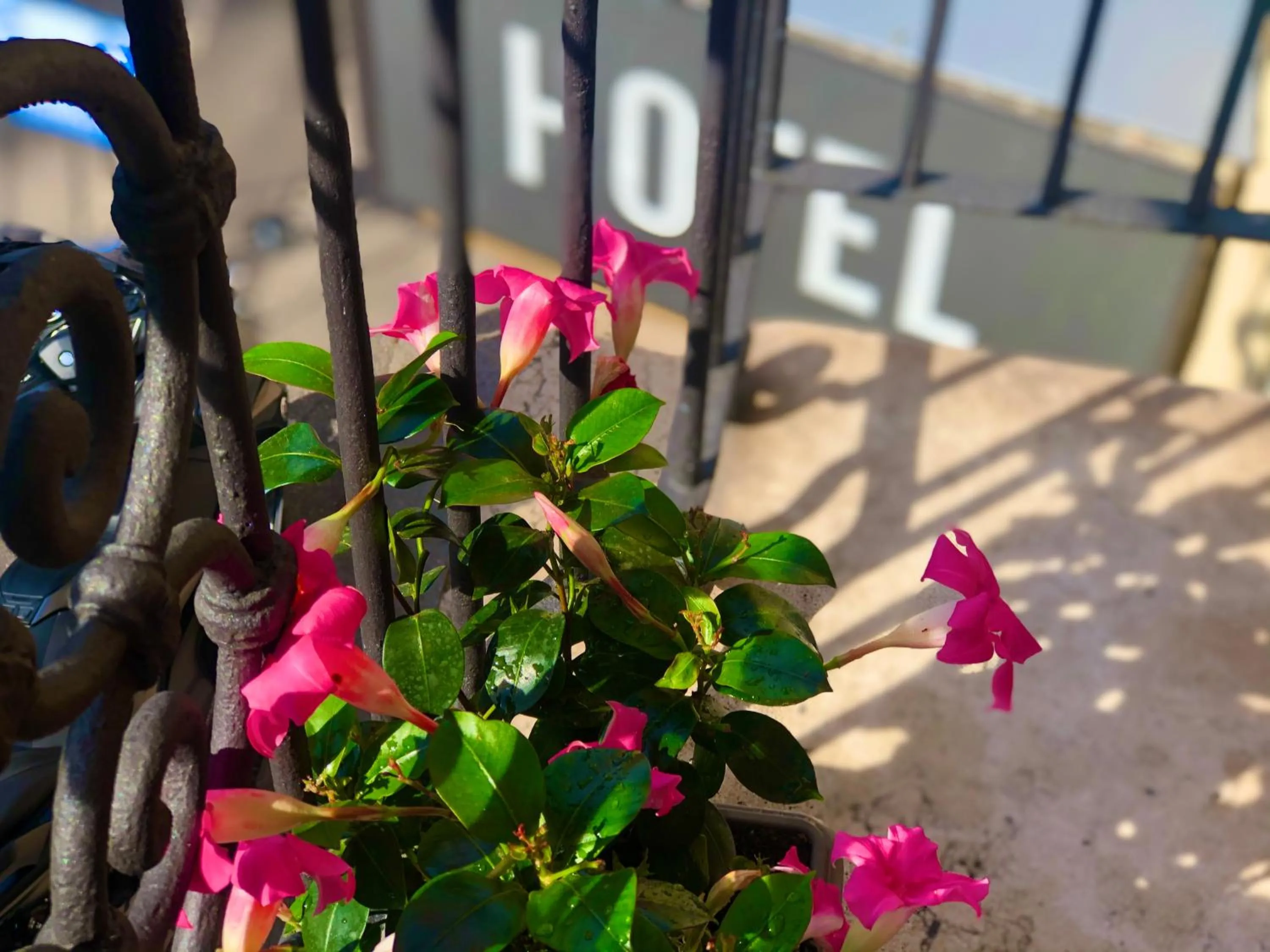 Balcony/Terrace in Hotel Sanmicheli
