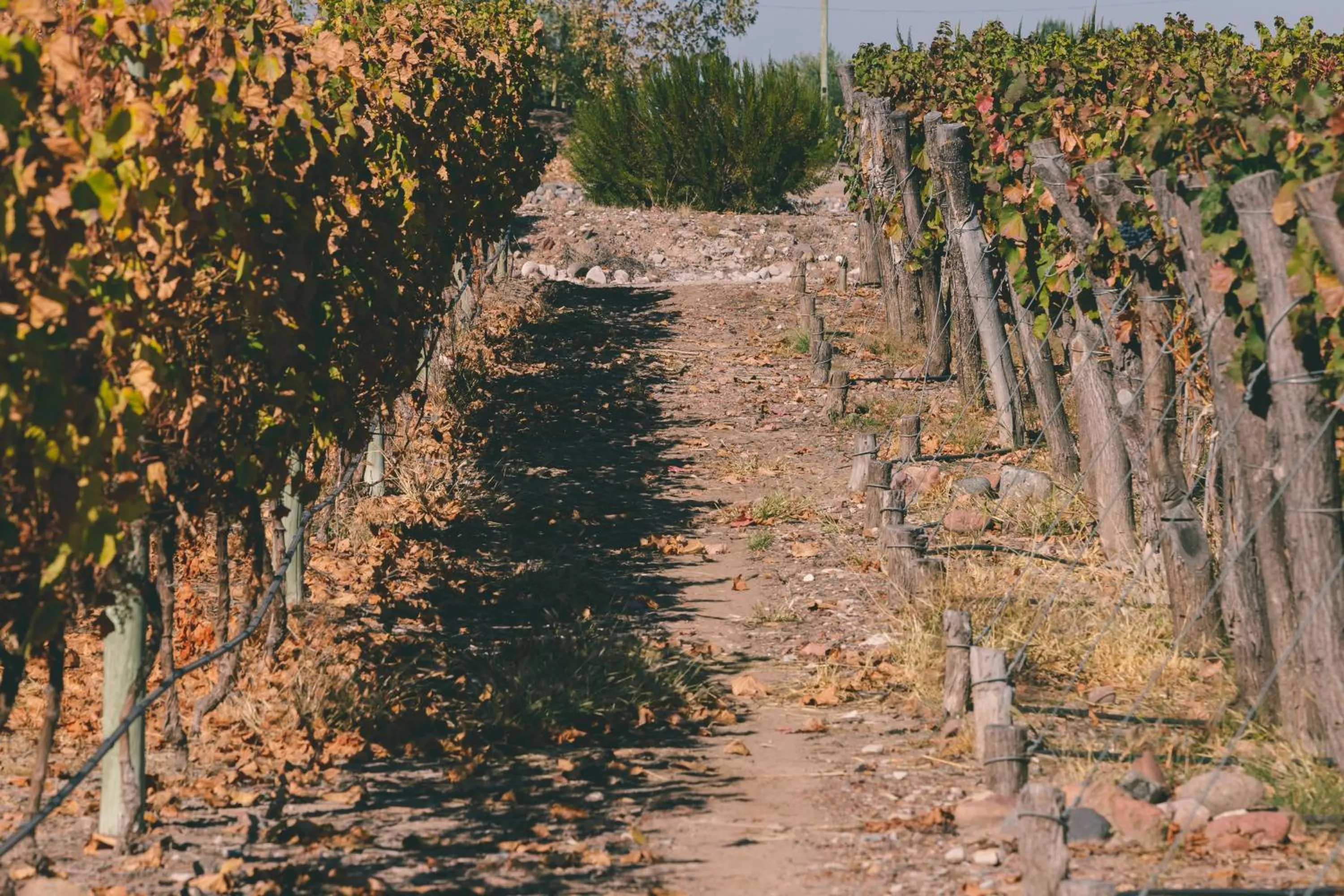 Spring in Rosell Boher Winery Lodge & Spa