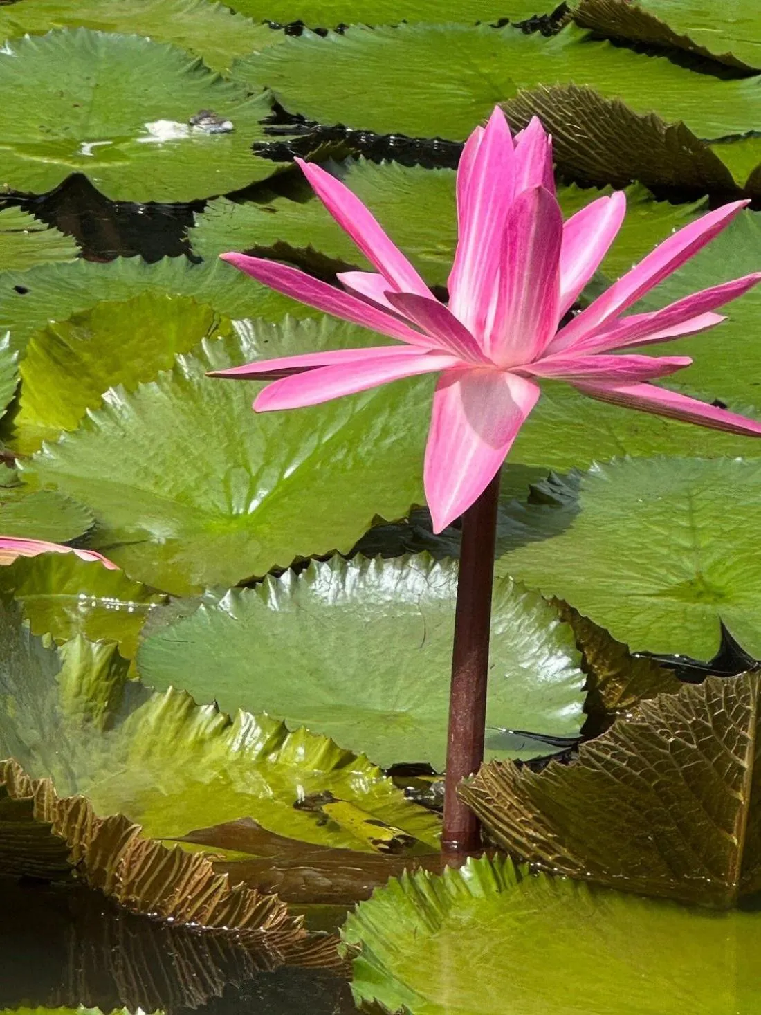 Spring in Tortugal Boutique River Lodge