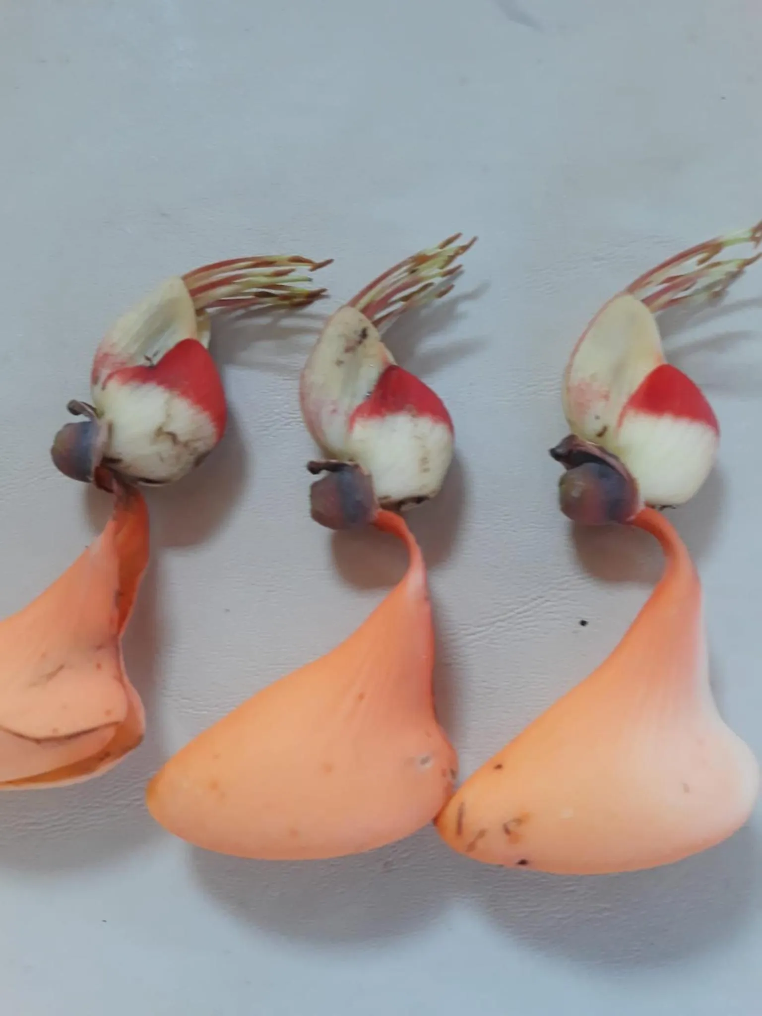 Decorative detail in Tortugal Boutique River Lodge