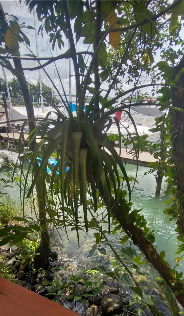 Spring in Tortugal Boutique River Lodge