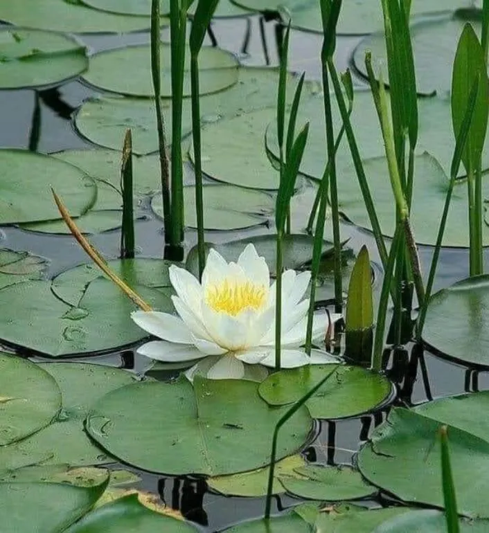 Spring in Tortugal Boutique River Lodge