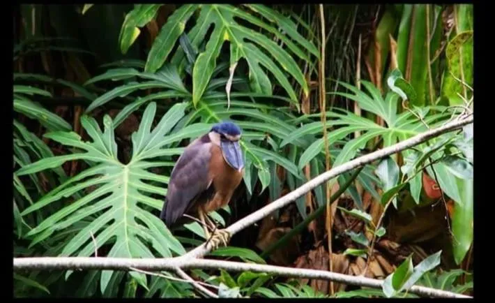 Day in Tortugal Boutique River Lodge