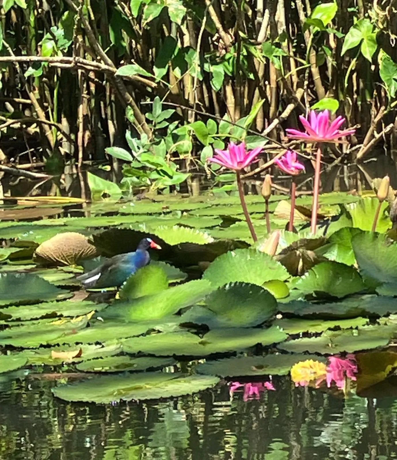 Day in The Golden Resort - Tortugal River Lodge & Marina