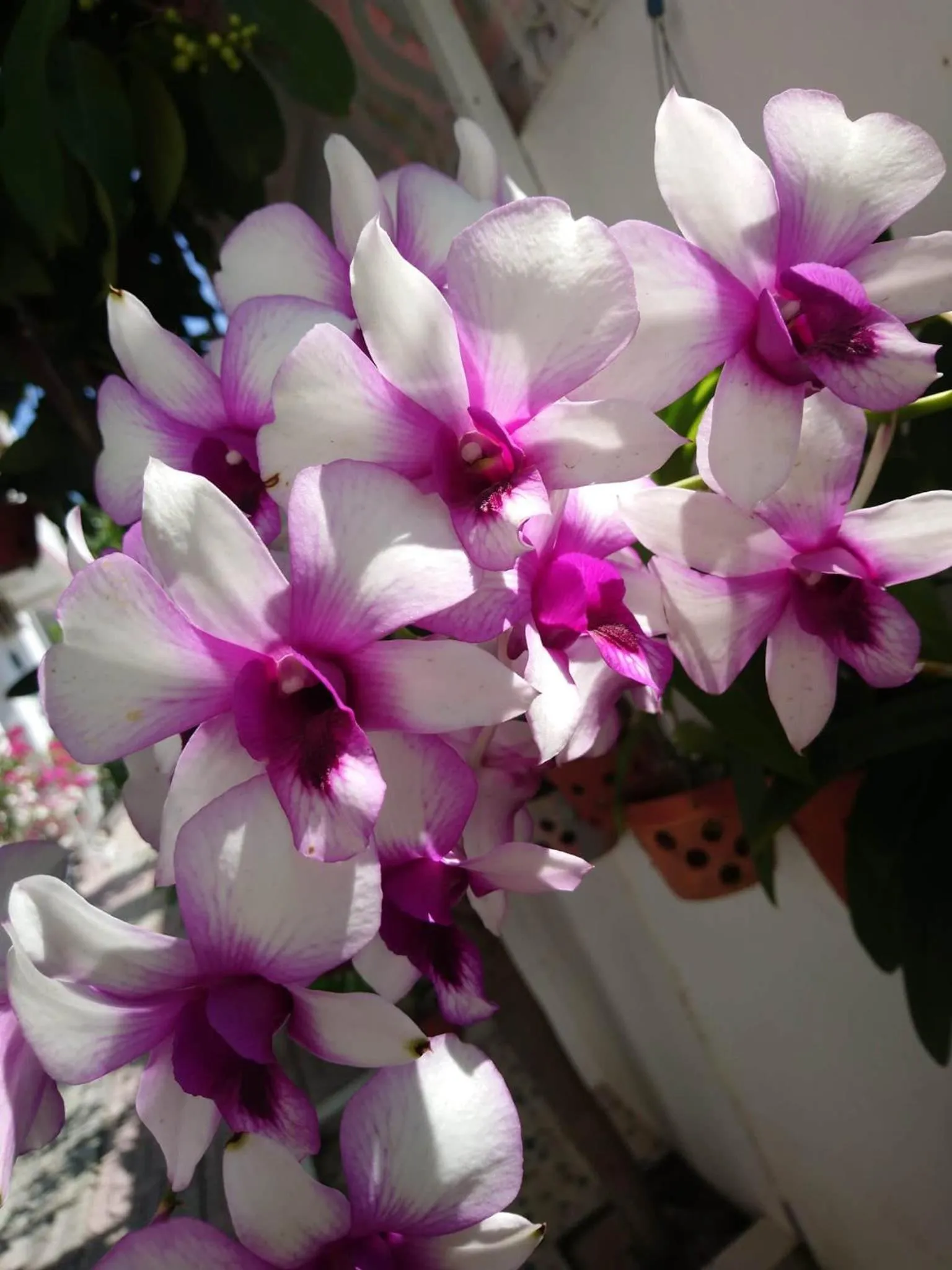Garden in Hung Phuc Mui Ne Hotel