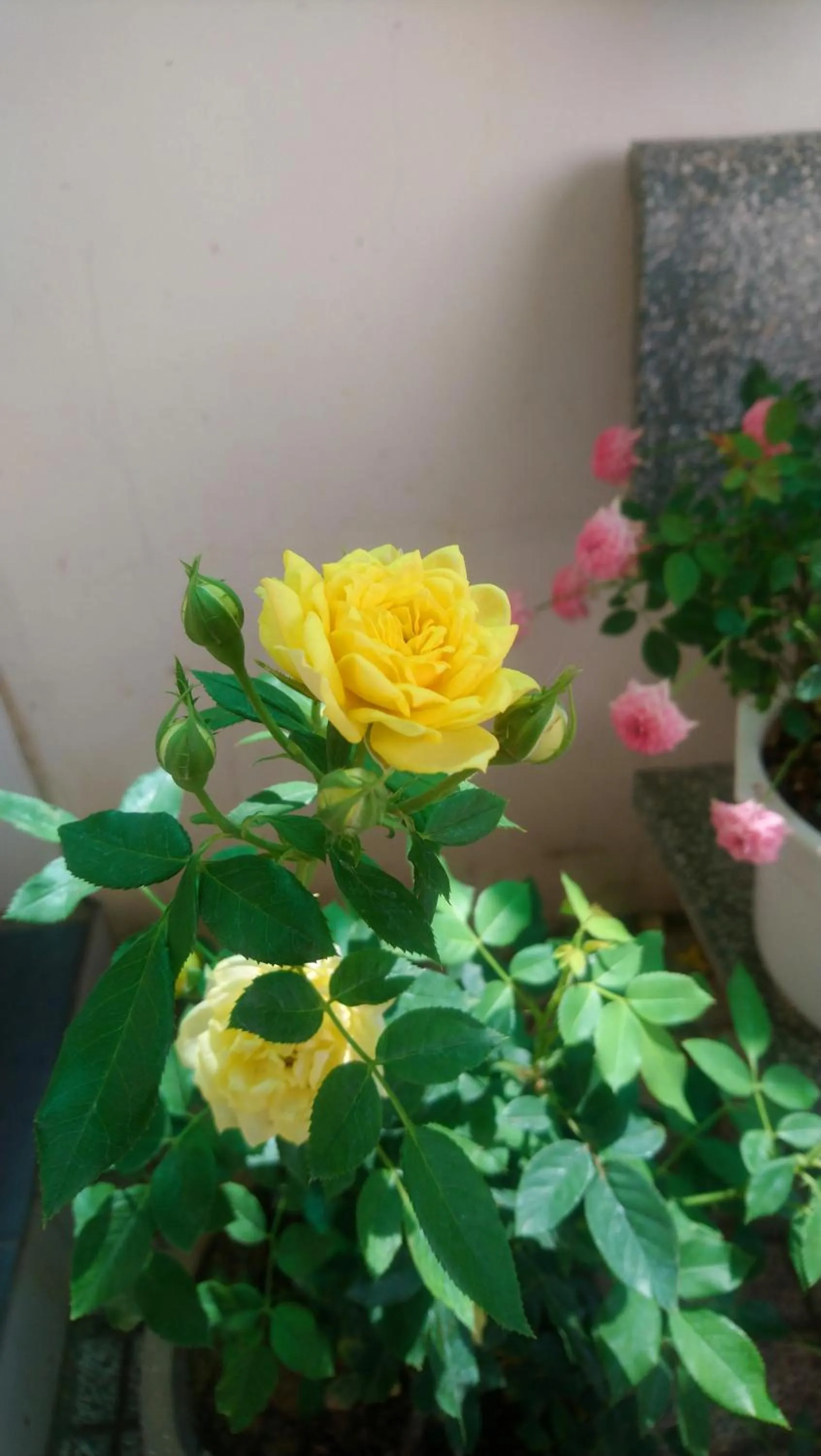 Garden in Hung Phuc Mui Ne Hotel