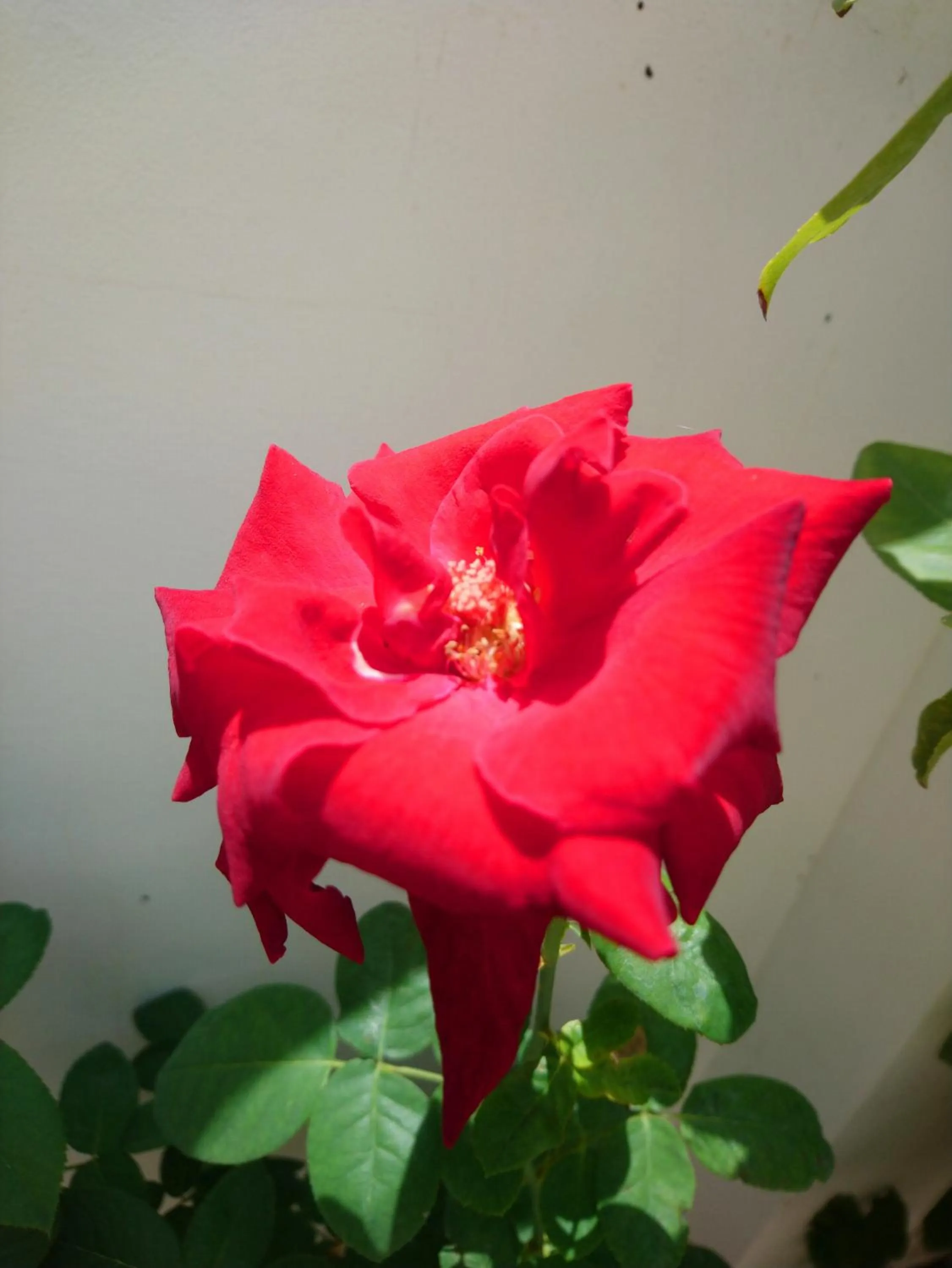 Garden in Hung Phuc Mui Ne Hotel