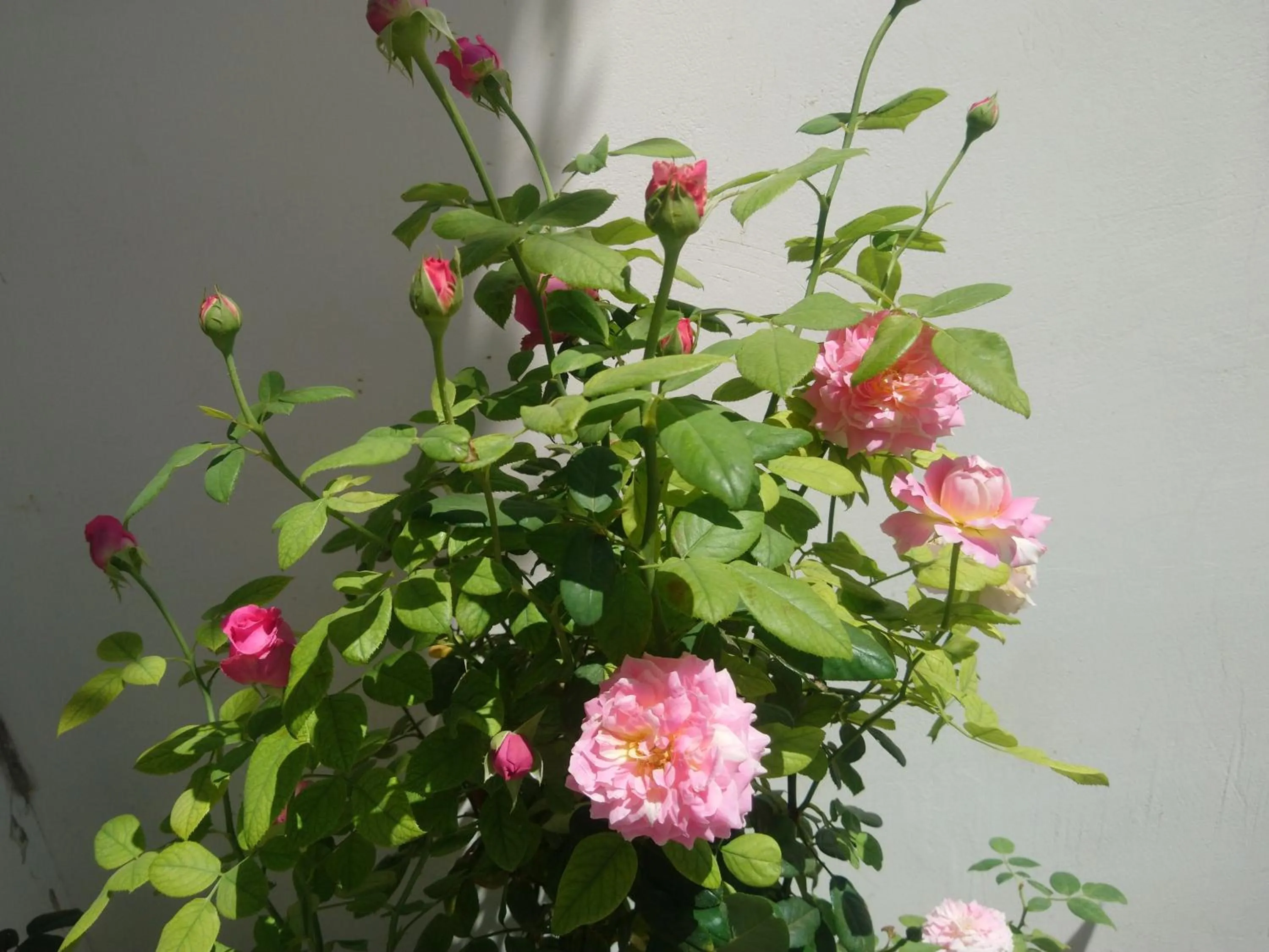 Garden in Hung Phuc Mui Ne Hotel