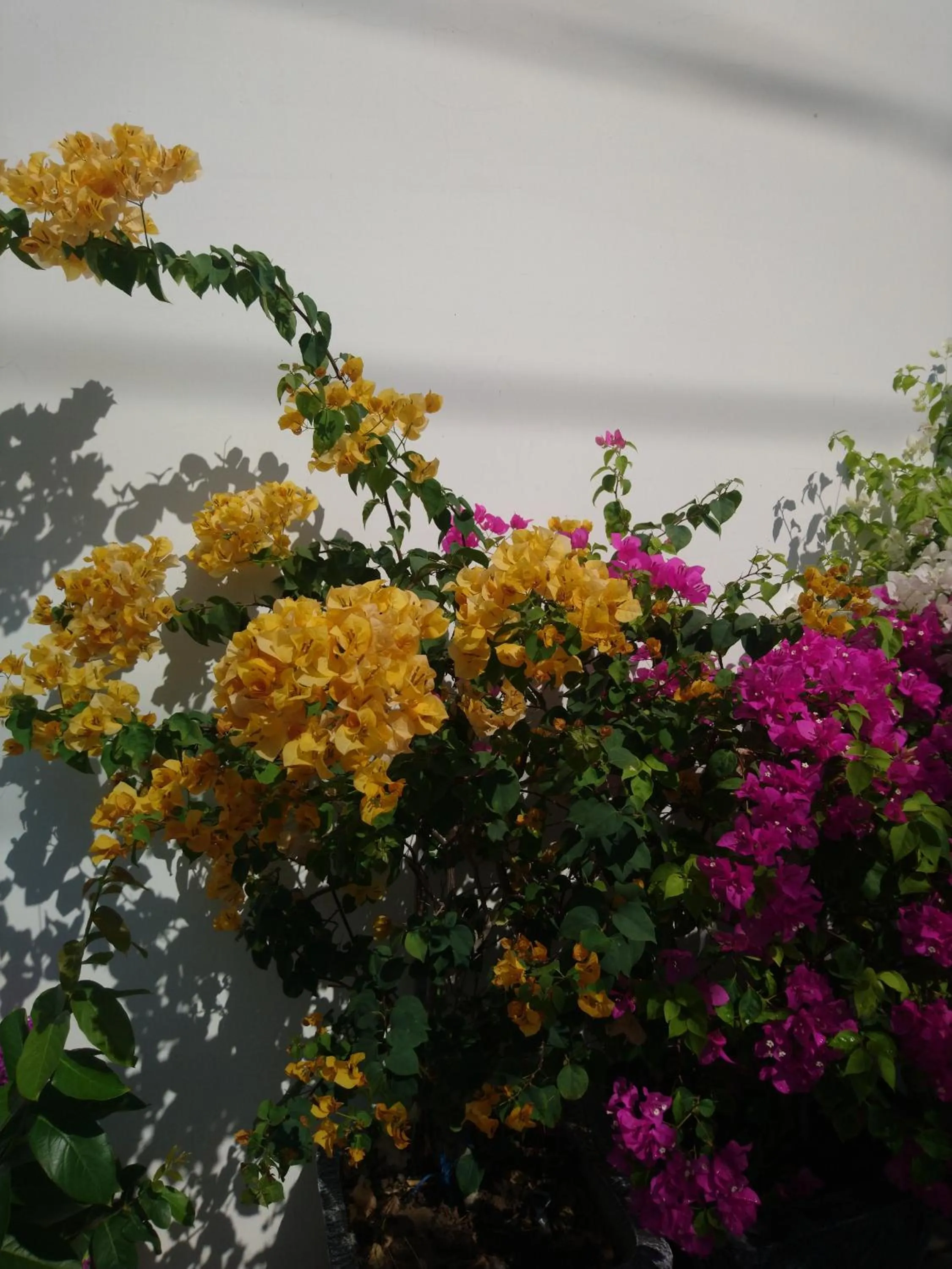 Garden in Hung Phuc Mui Ne Hotel