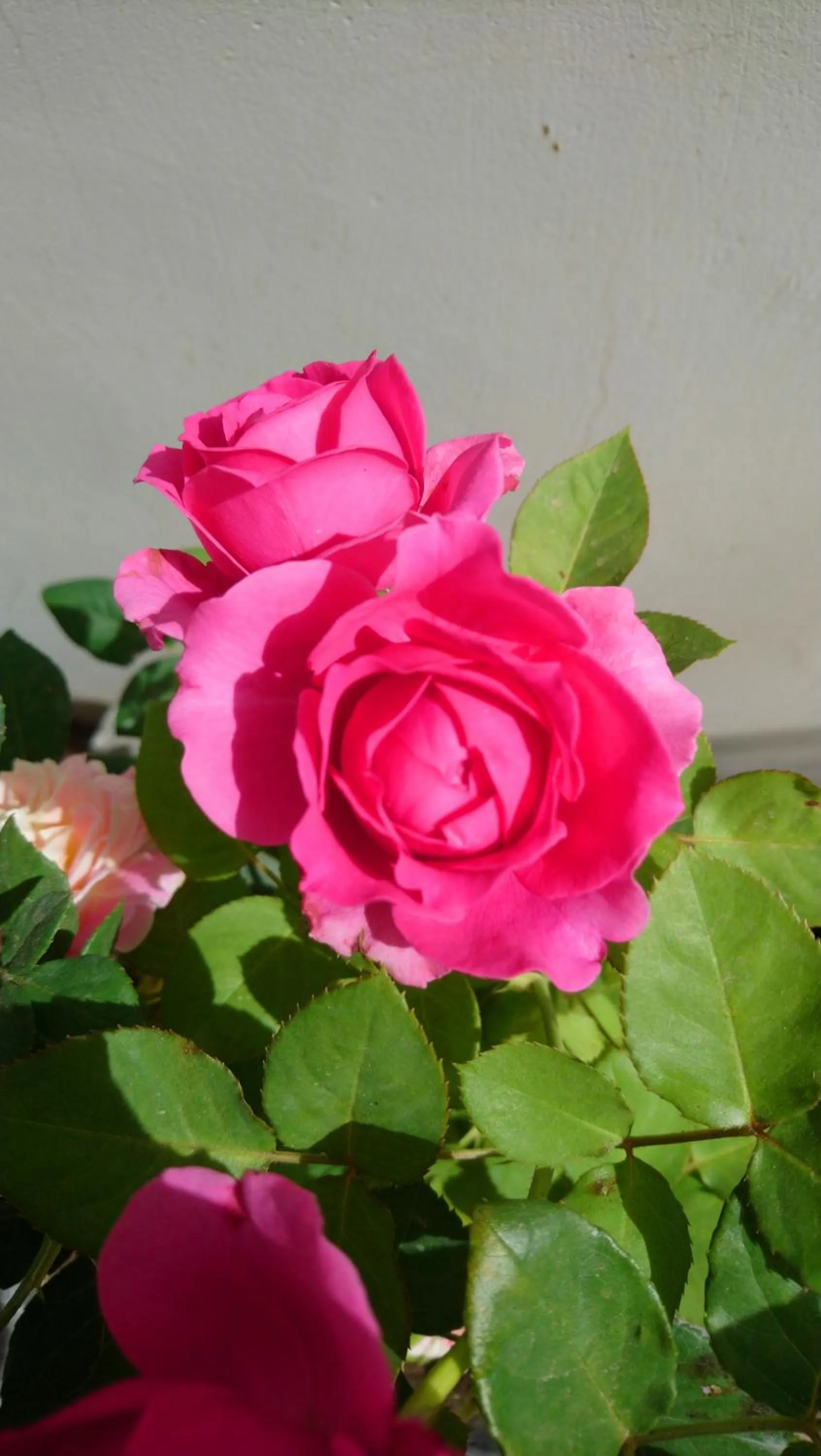 Garden in Hung Phuc Mui Ne Hotel